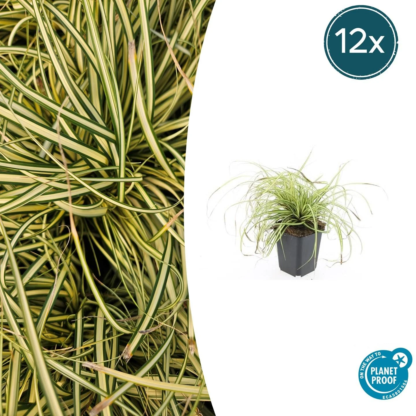 Carex oshimensis 'Evergold' Pflanze
