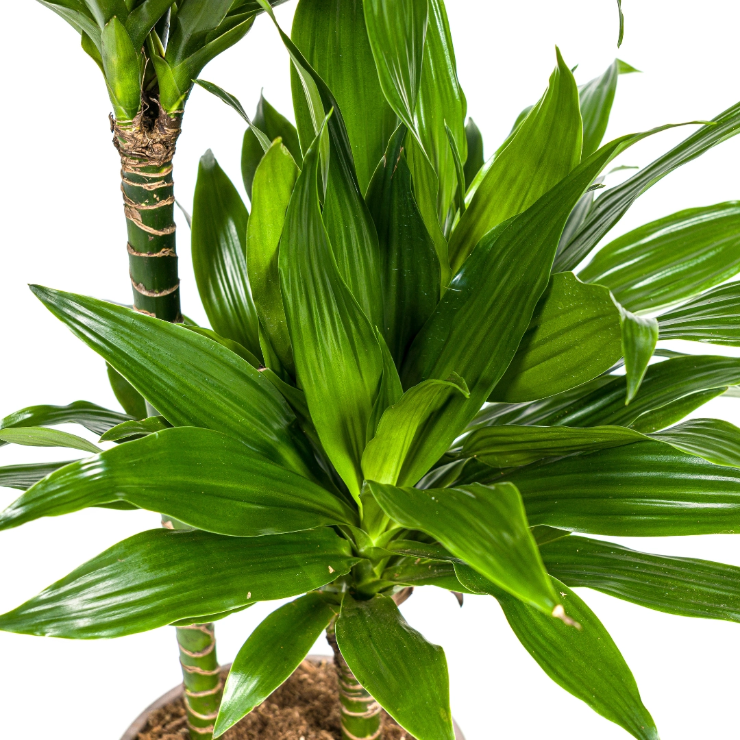 Dracaena Deremensis Green Jewel in Wohnraum