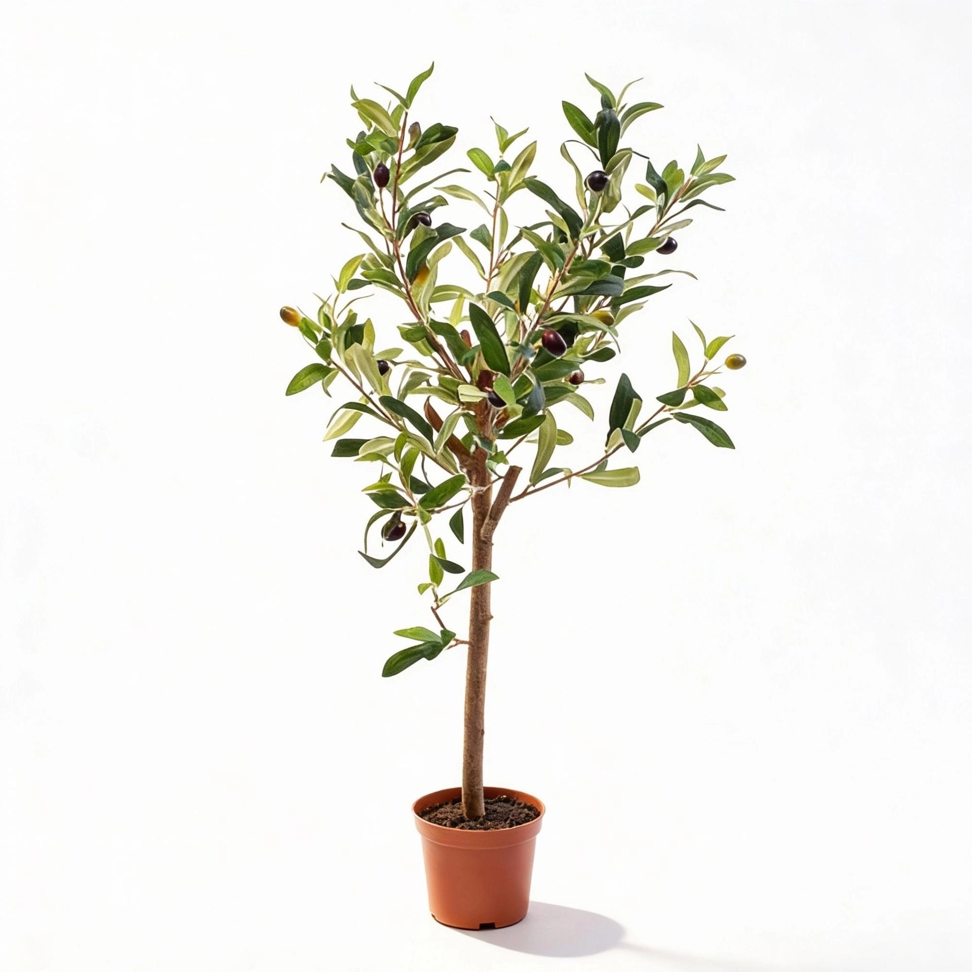 Olivenbaum im Wohnzimmer