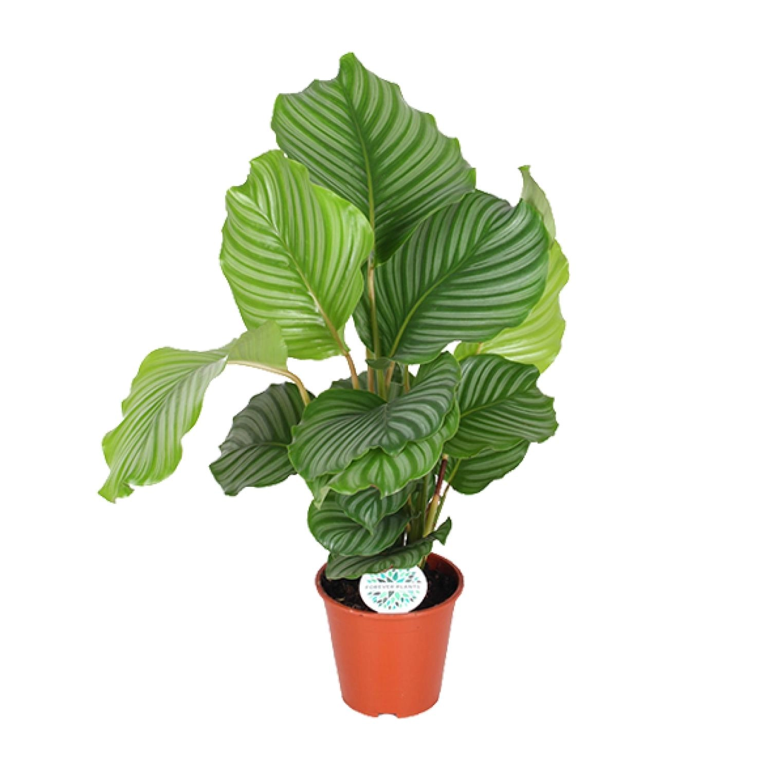 Calathea Orbifolia mit attraktiven silbernen Markierungen