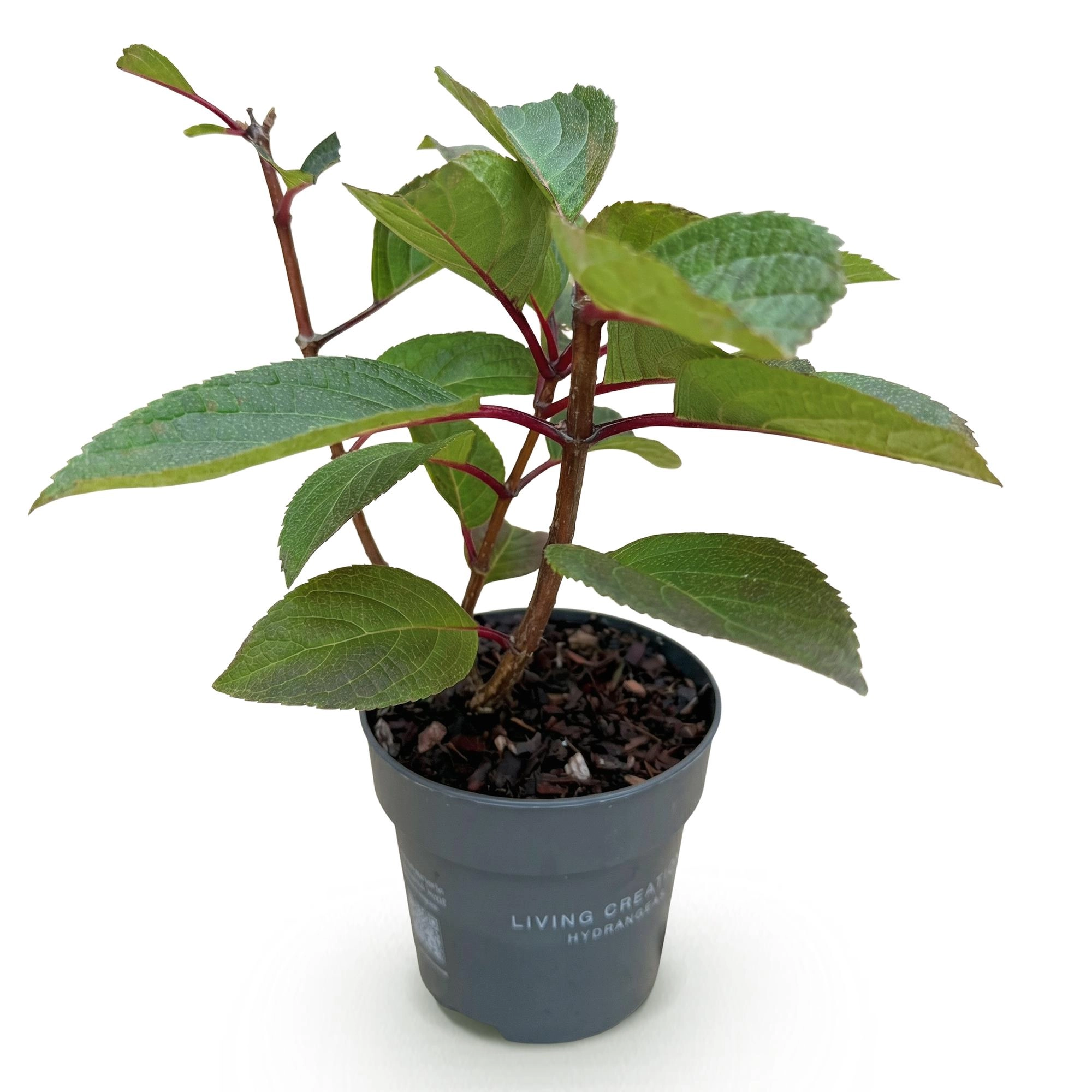 Detail: Blüte und dunkelgrüne Blätter der Hydrangea Living Infinity