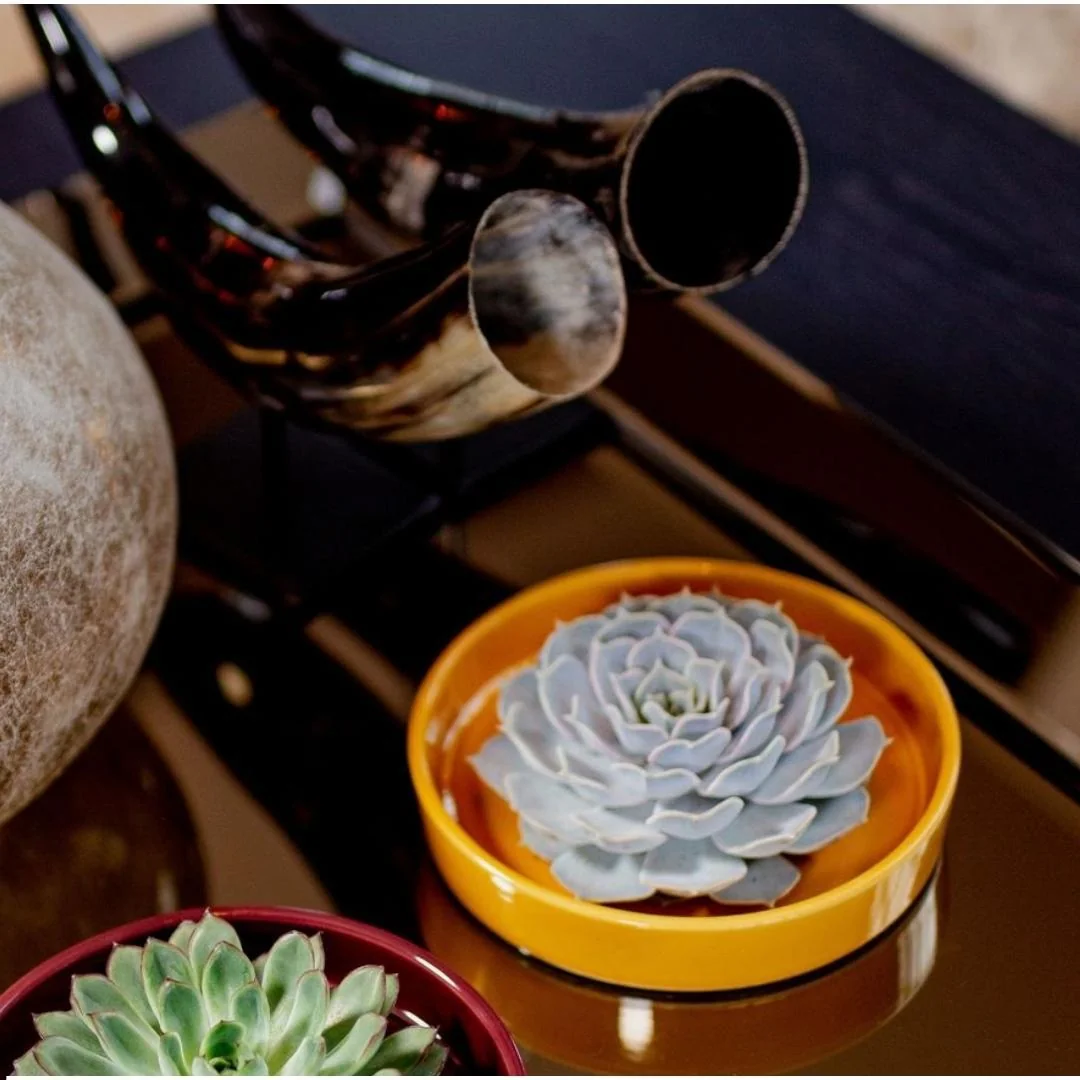 Echeveria Pulidonis in gelber Keramikschale