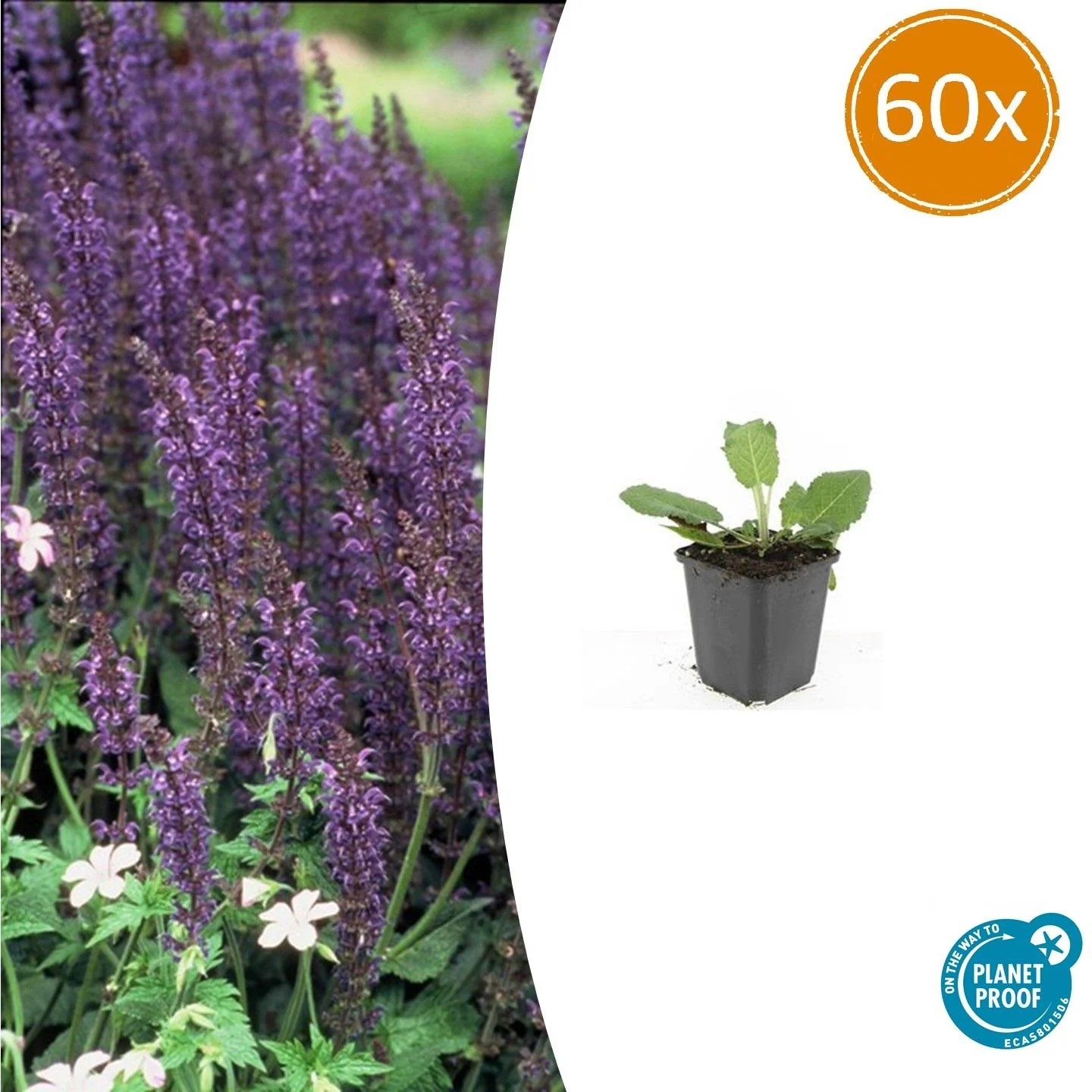 Salvia nemorosa Mainacht - schöne blaue Blüten