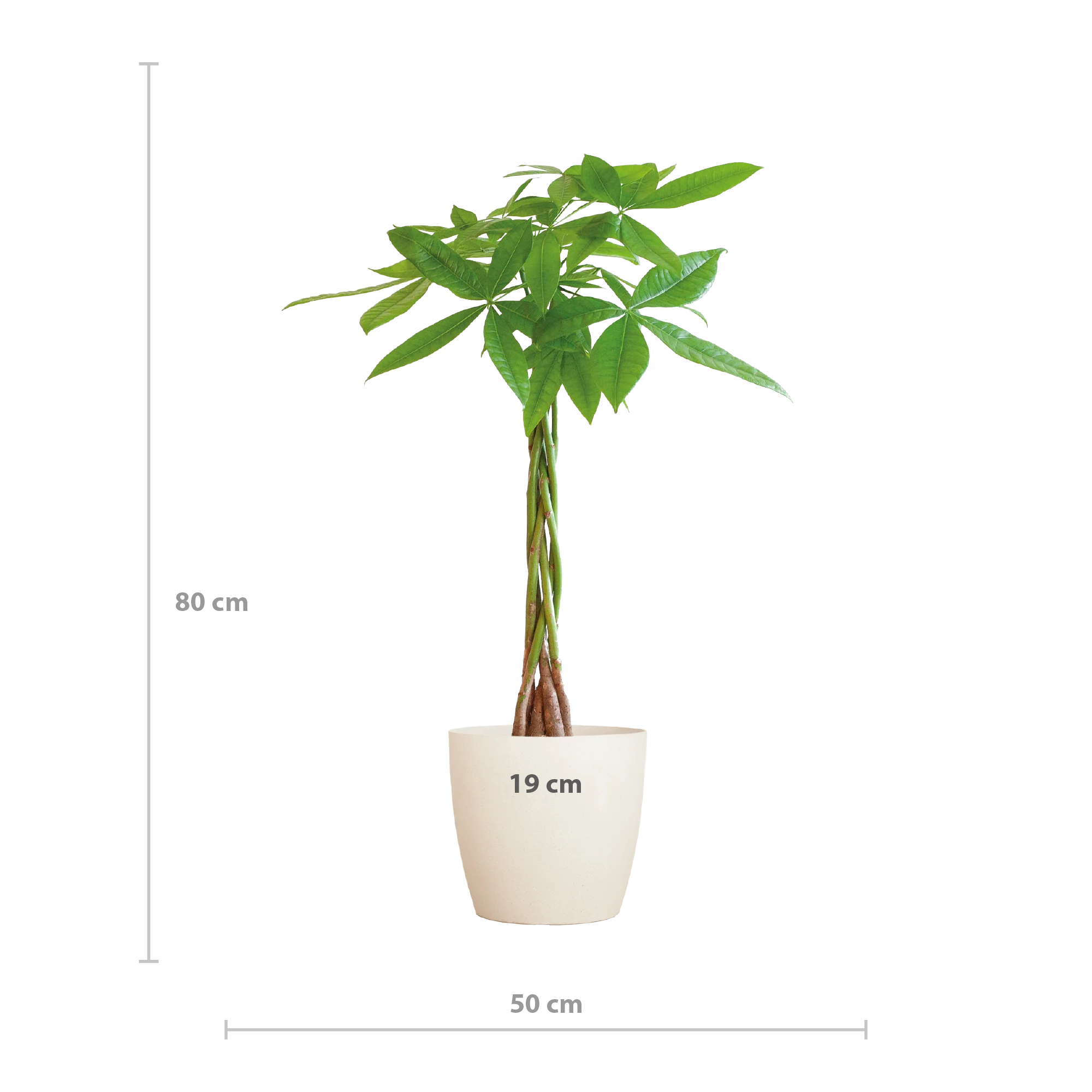 Pachira Aquatica im Viber-Topf