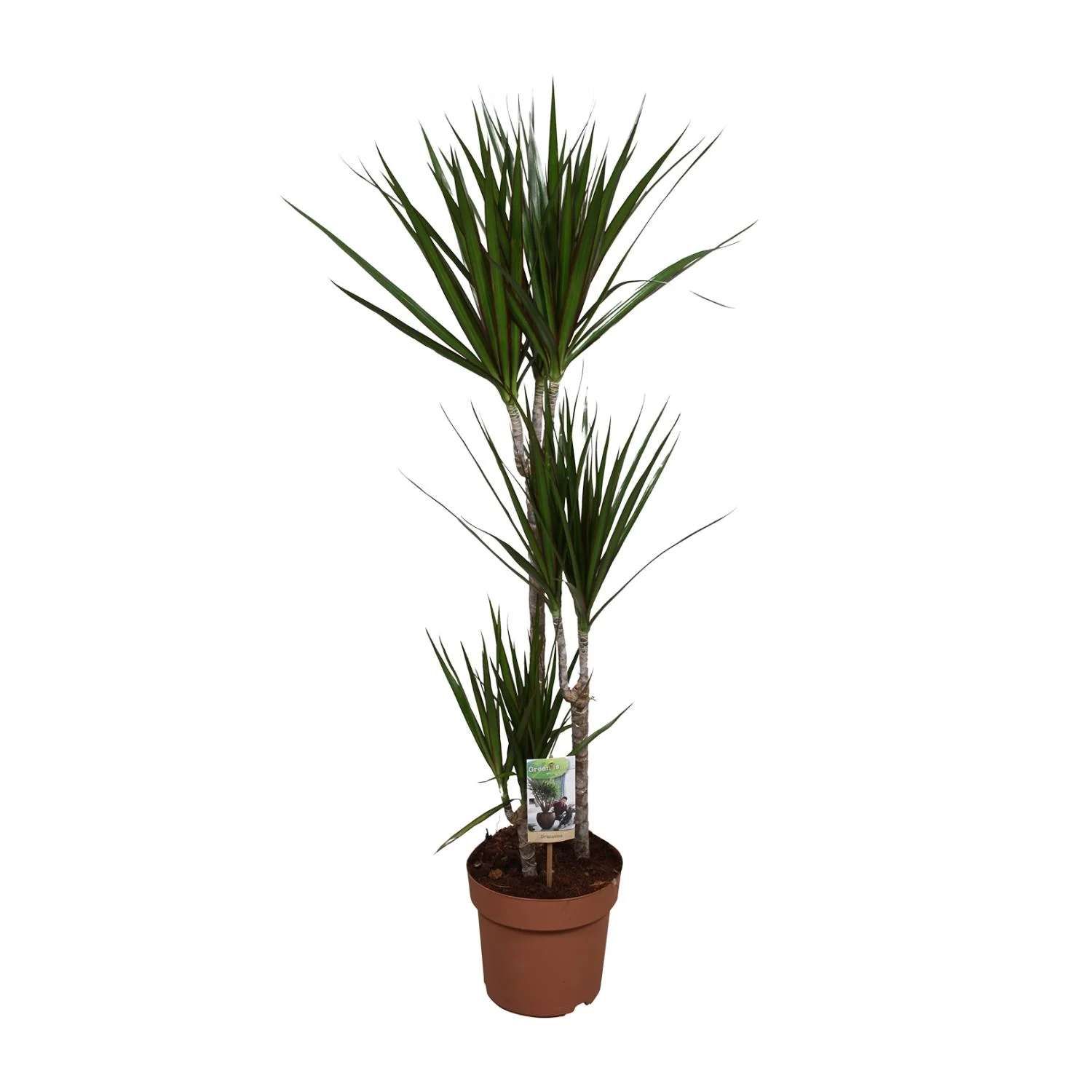 Dracaena Marginata - Elegante Zimmerpflanze