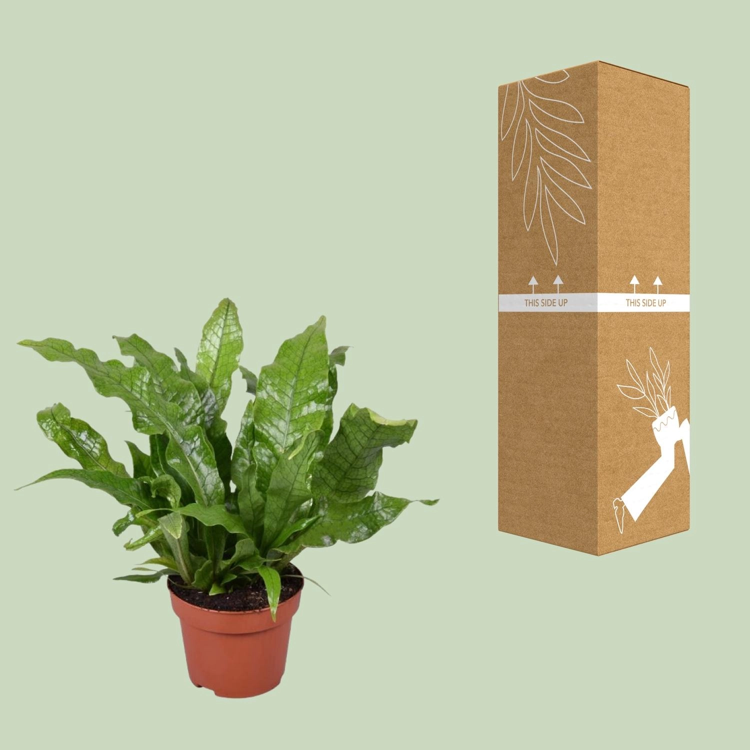 Detailaufnahme der filigranen, gekräuselten Wedel des Kletternden Vogelnestfarns