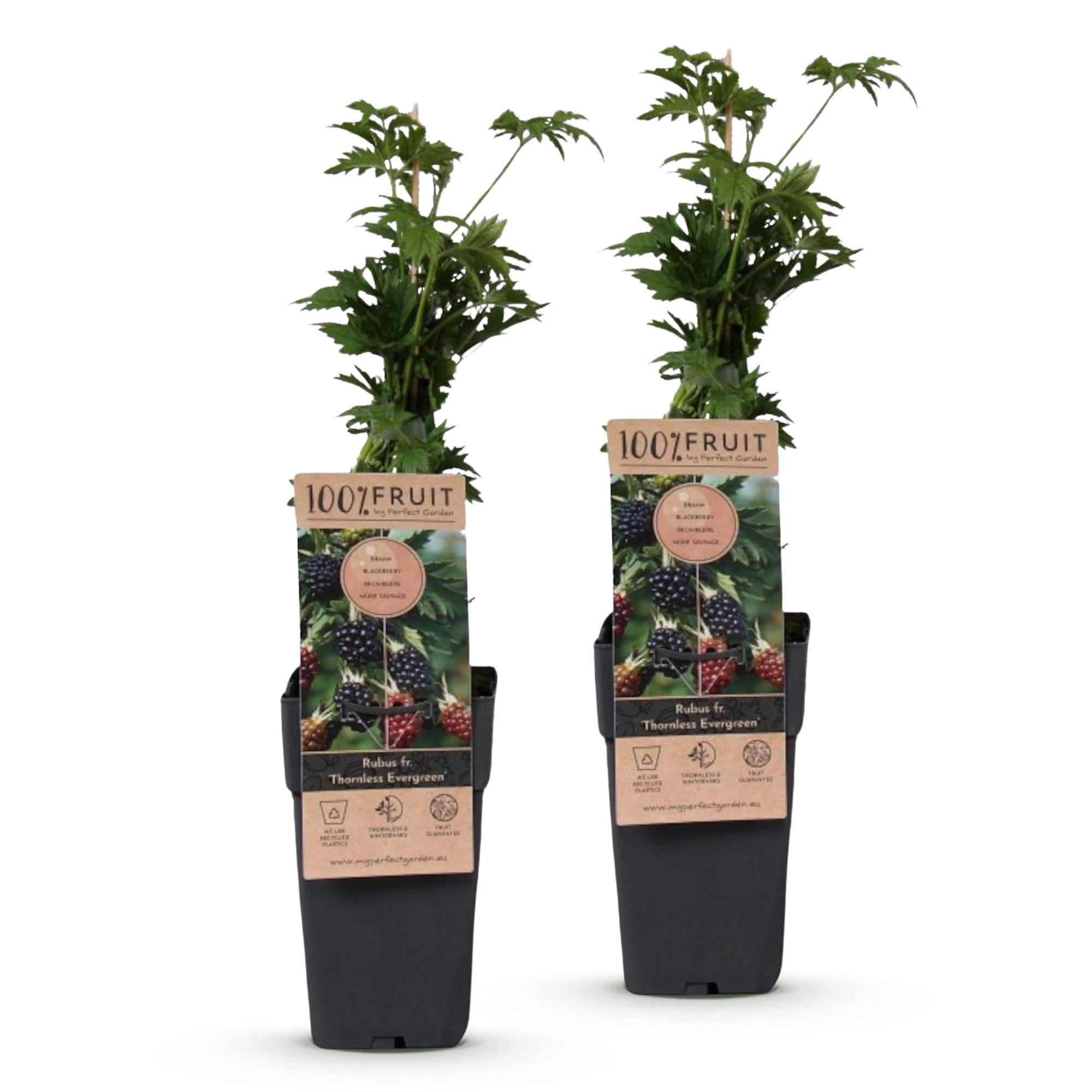 Rubus fruticosus Thornless Evergreen - Brombeerpflanze