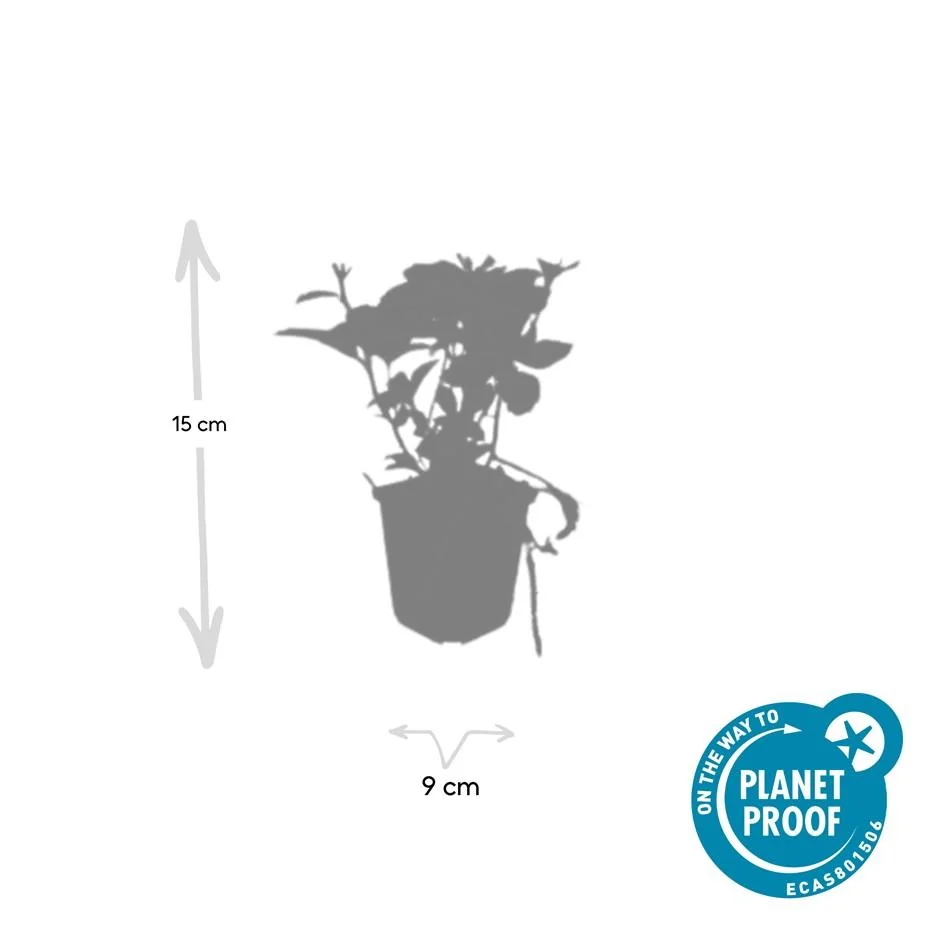 Bodendecker im Garten