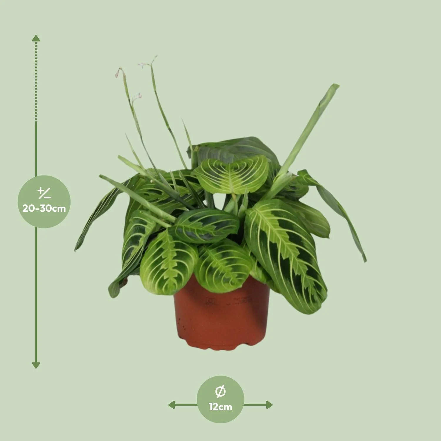 Maranta Leuconeura im Topf