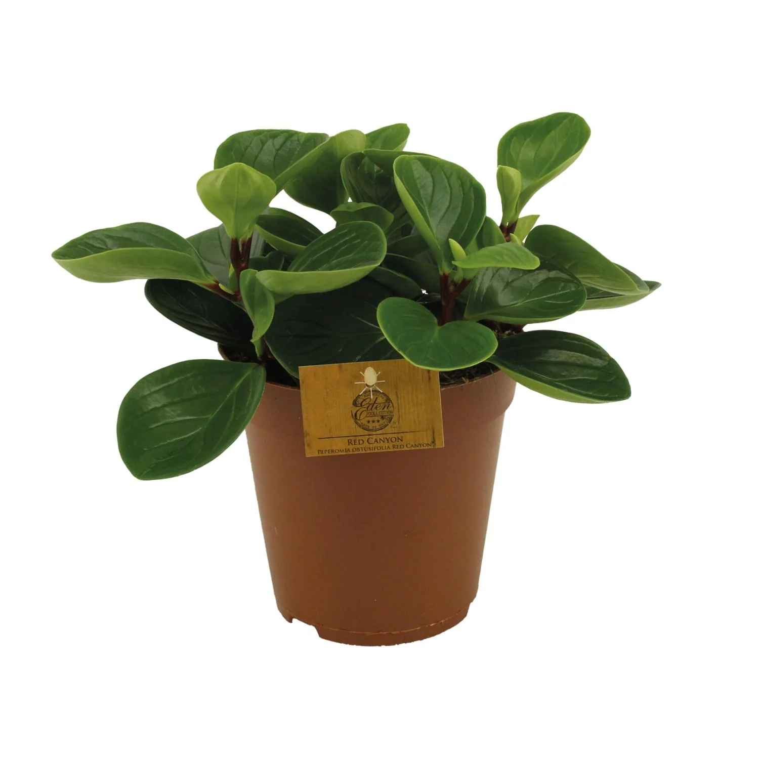 Peperomia Red Canyon