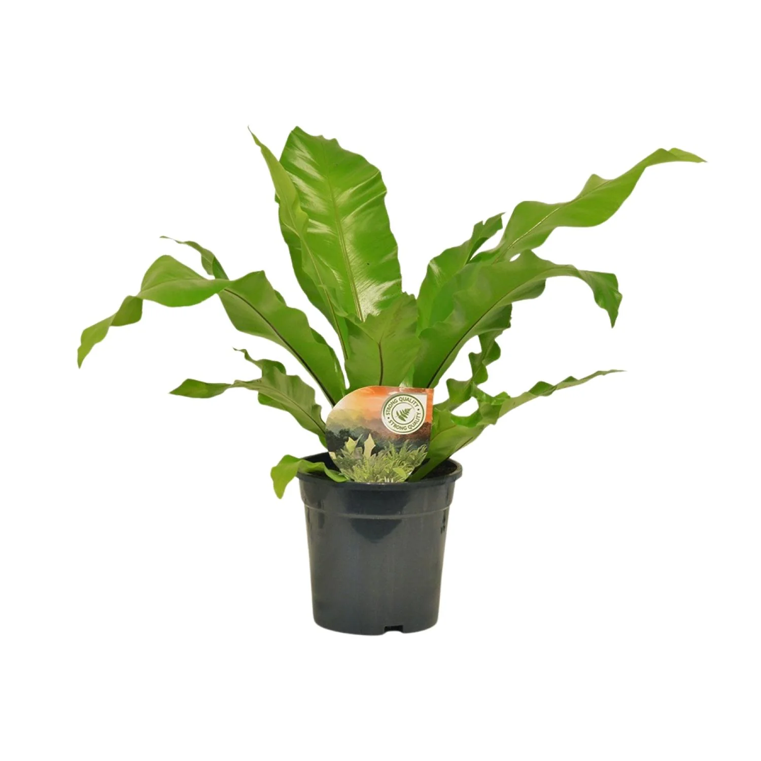 Asplenium Nidus im Raum