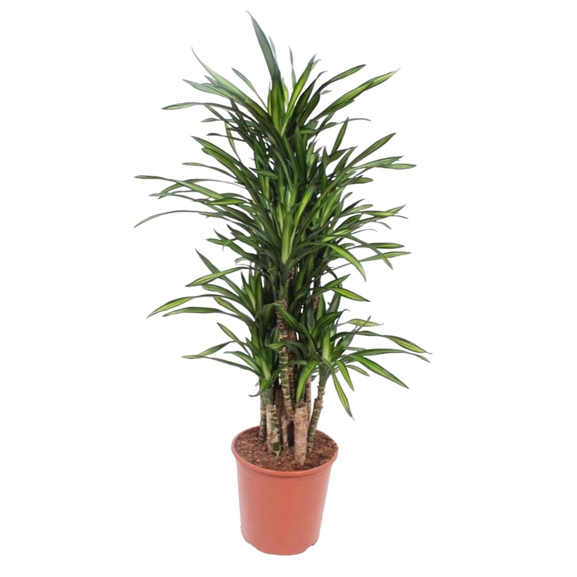 Dracaena Riki