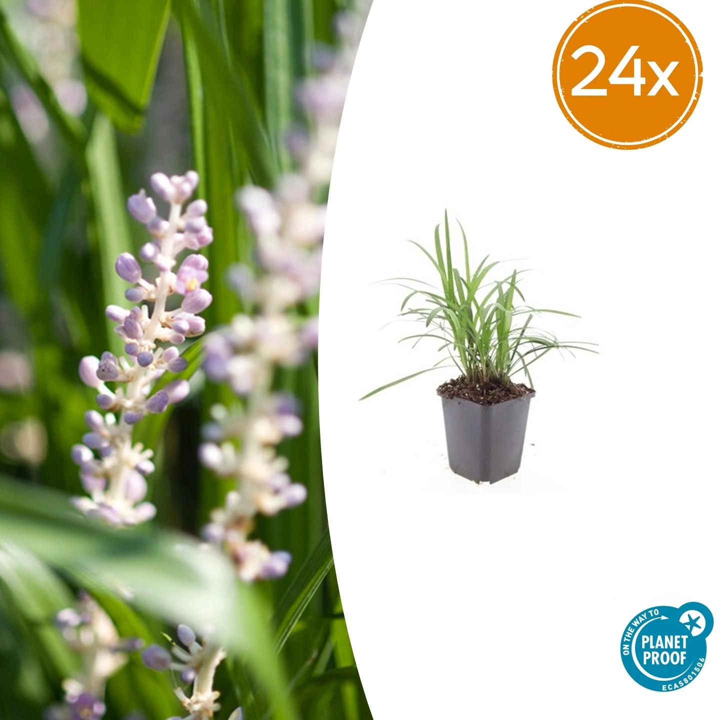 Liriope muscari 'Moneymaker' – Frontalansicht