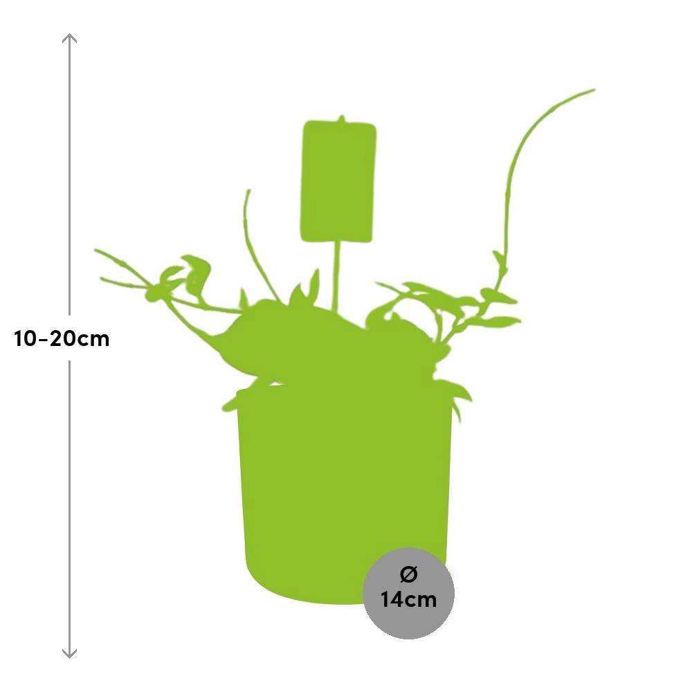 Hoya - Zimmerpflanze mit glänzenden Blättern