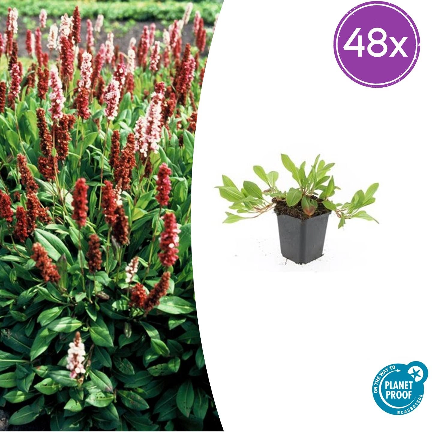 Persicaria aff. 'Darjeeling Red' mit rotem Laub