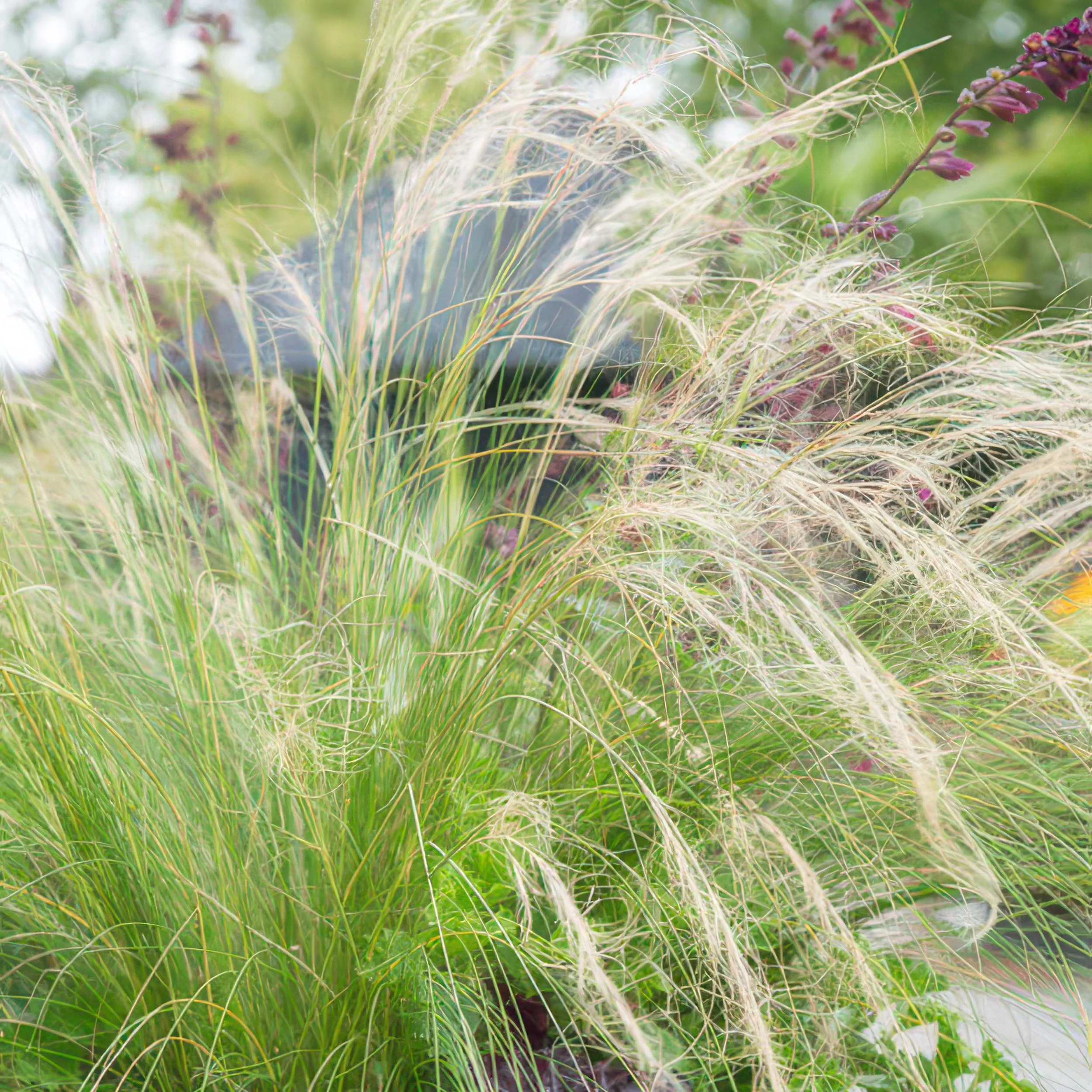 Stipa tenuissima 'Ponytails' in voller Blüte