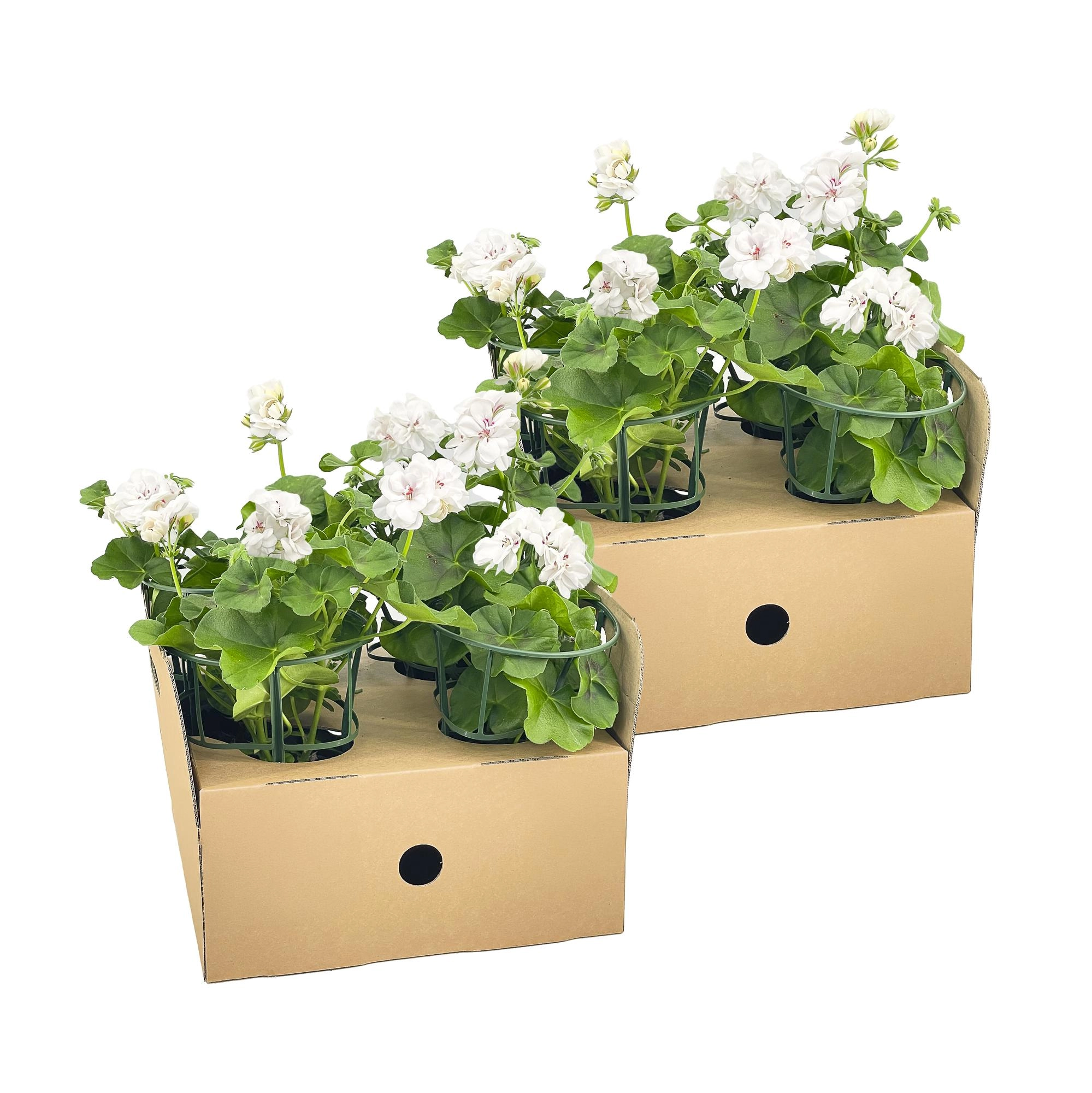 Pelargonium peltatum Weiß, hängendes Exemplar mit weißen Blüten