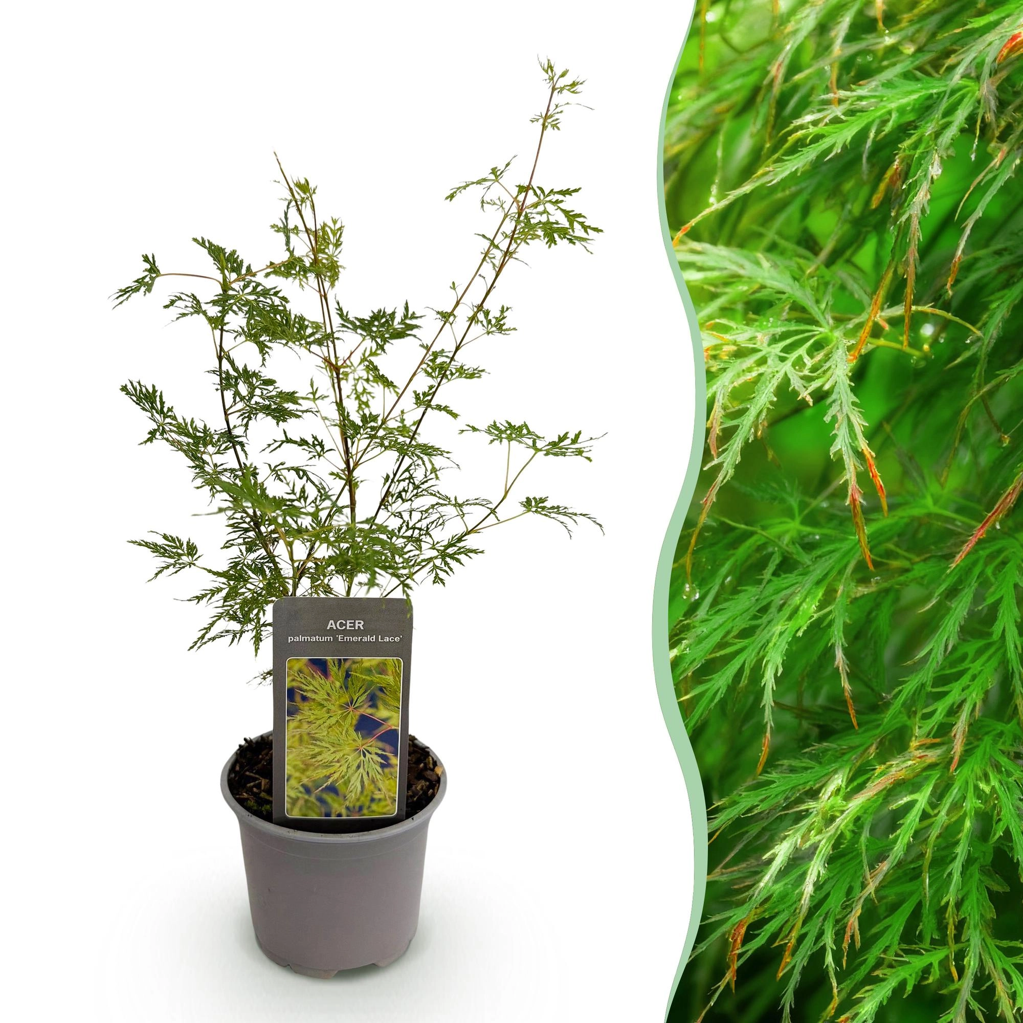 Acer palmatum Emerald Lace - Ansicht