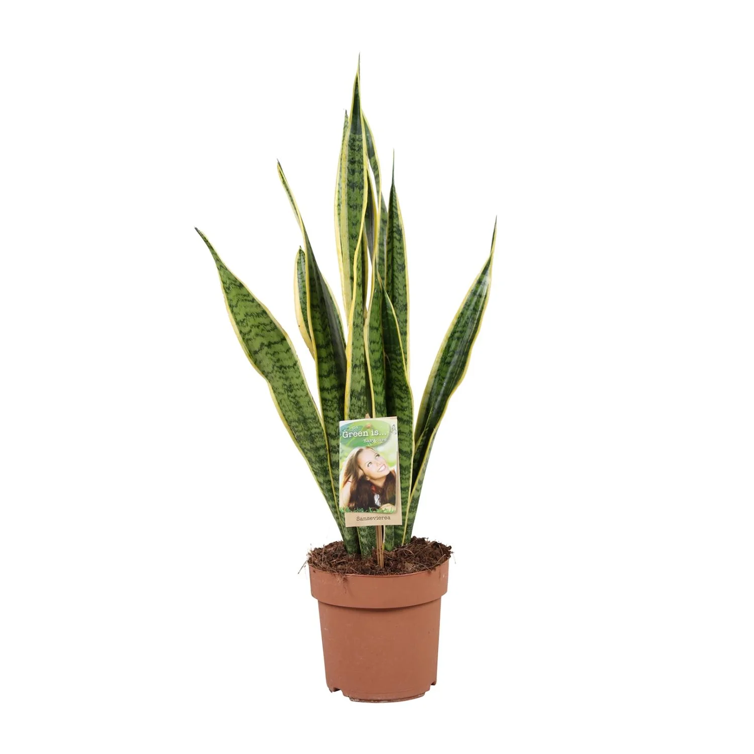 Sansevieria trifasciata Laurentii im Topf