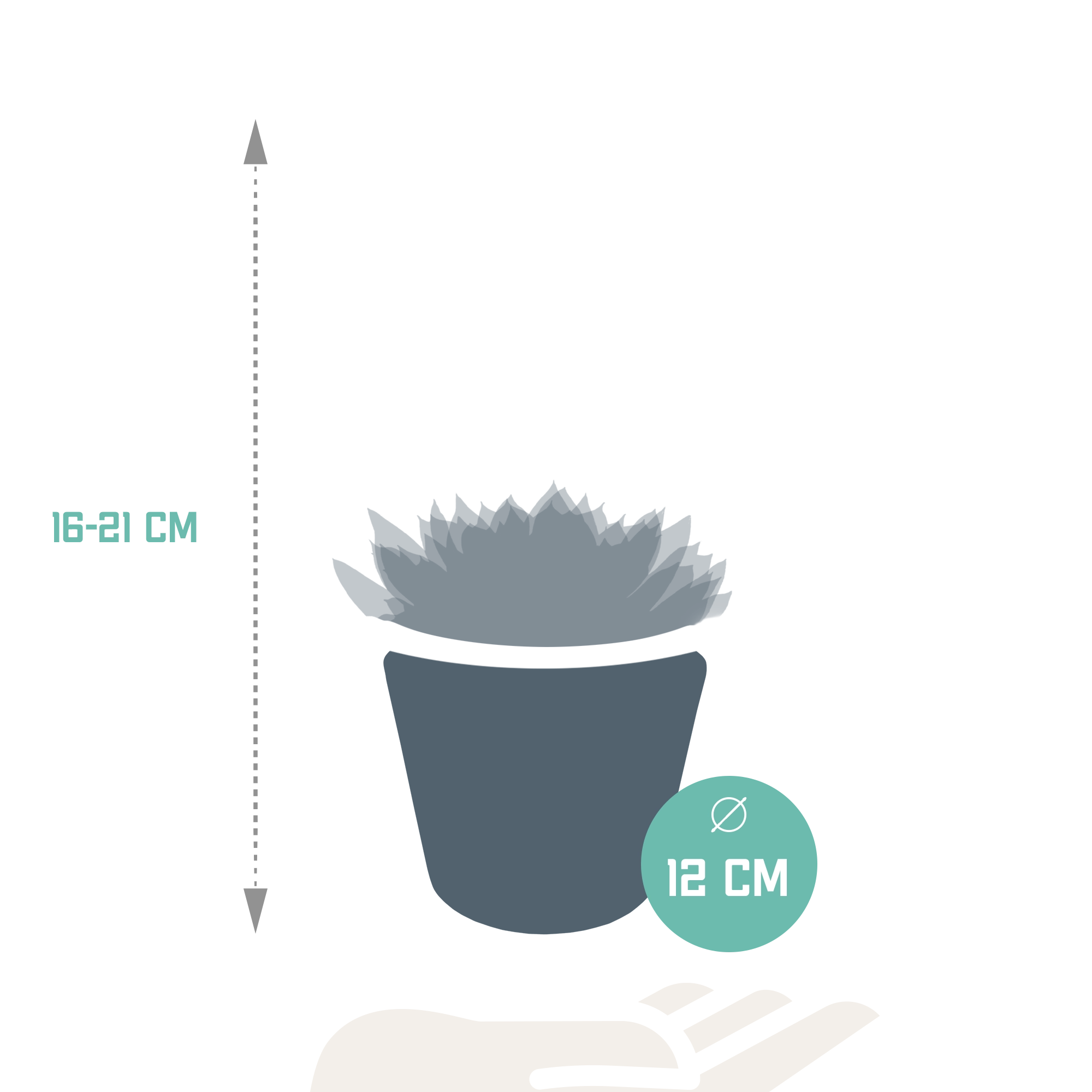 Echeverien in schönen Farben