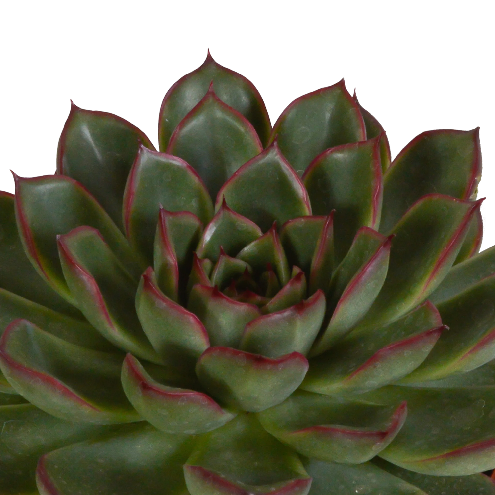 Echeverien Arrangement