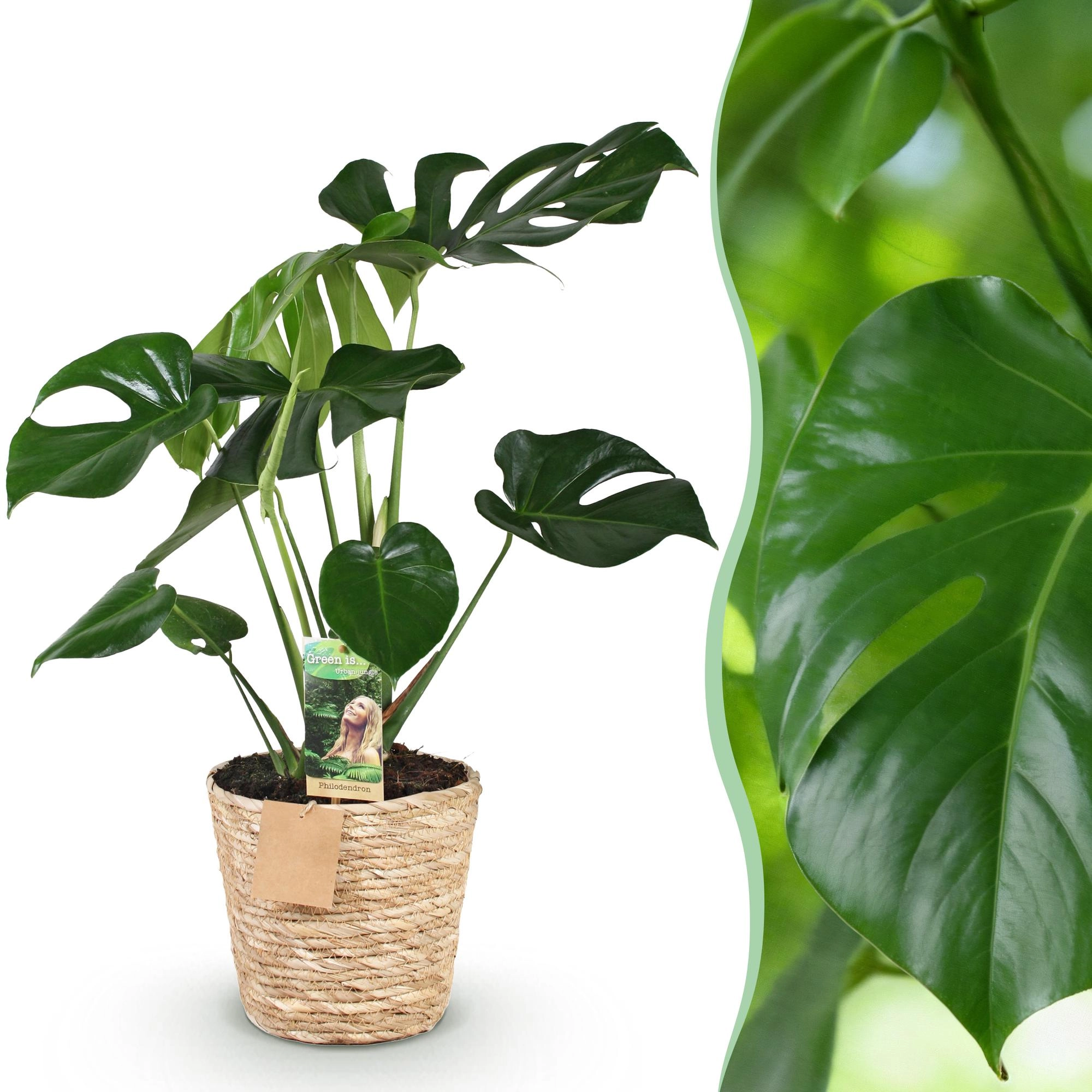 Monstera Deliciosa mit großen Blättern