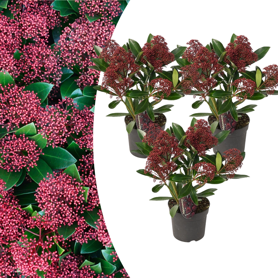Skimmia Rubella mit roten Knospen