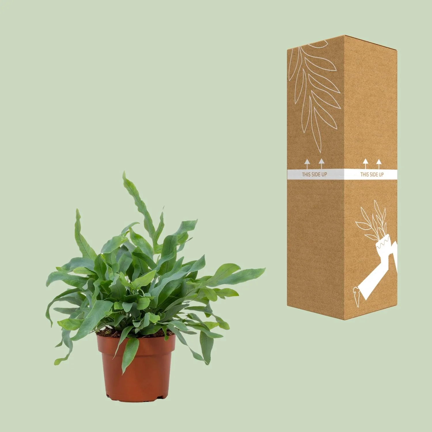 Phlebodium Blue Star – Detailansicht