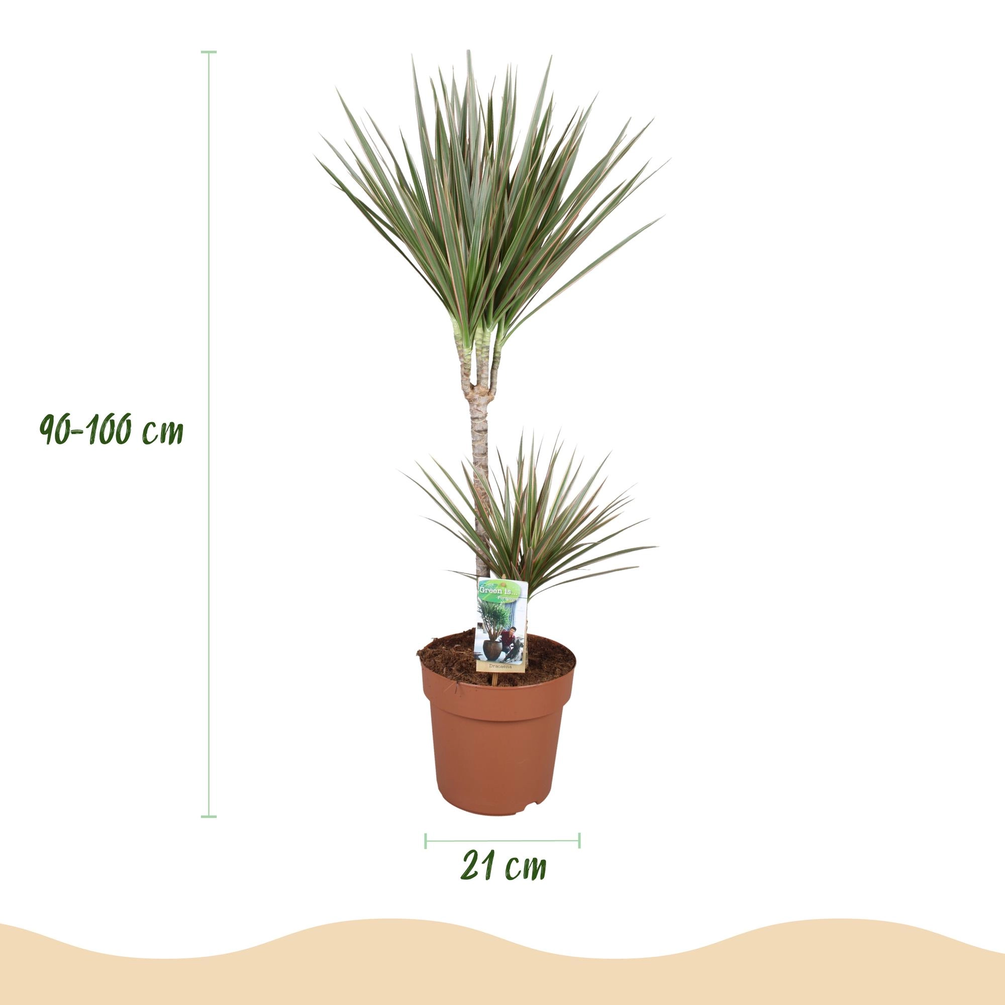Detailaufnahme Blätter der Dracaena Marginata Bicolor mit rubinrotem Rand