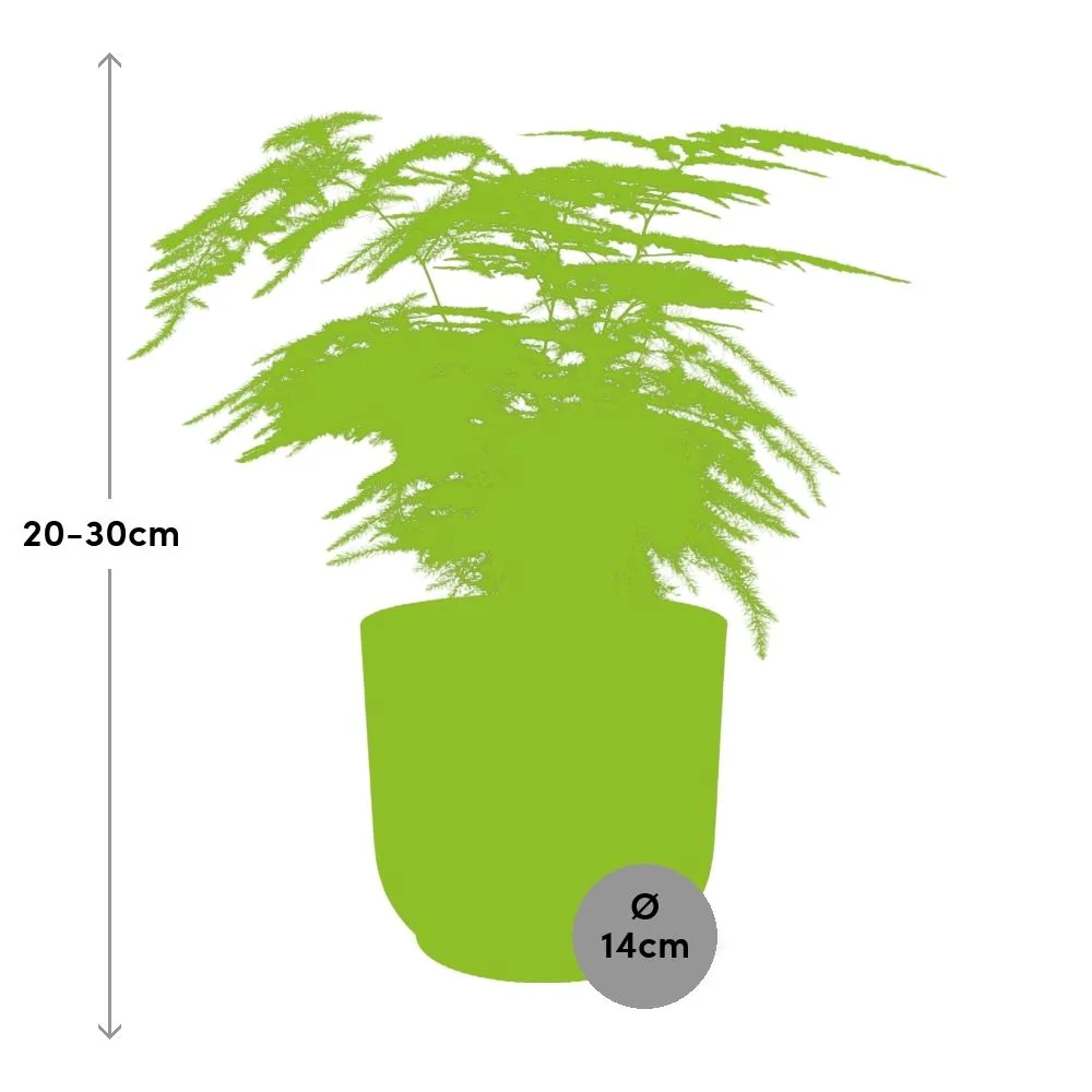 Spargelfarn mit Blüten