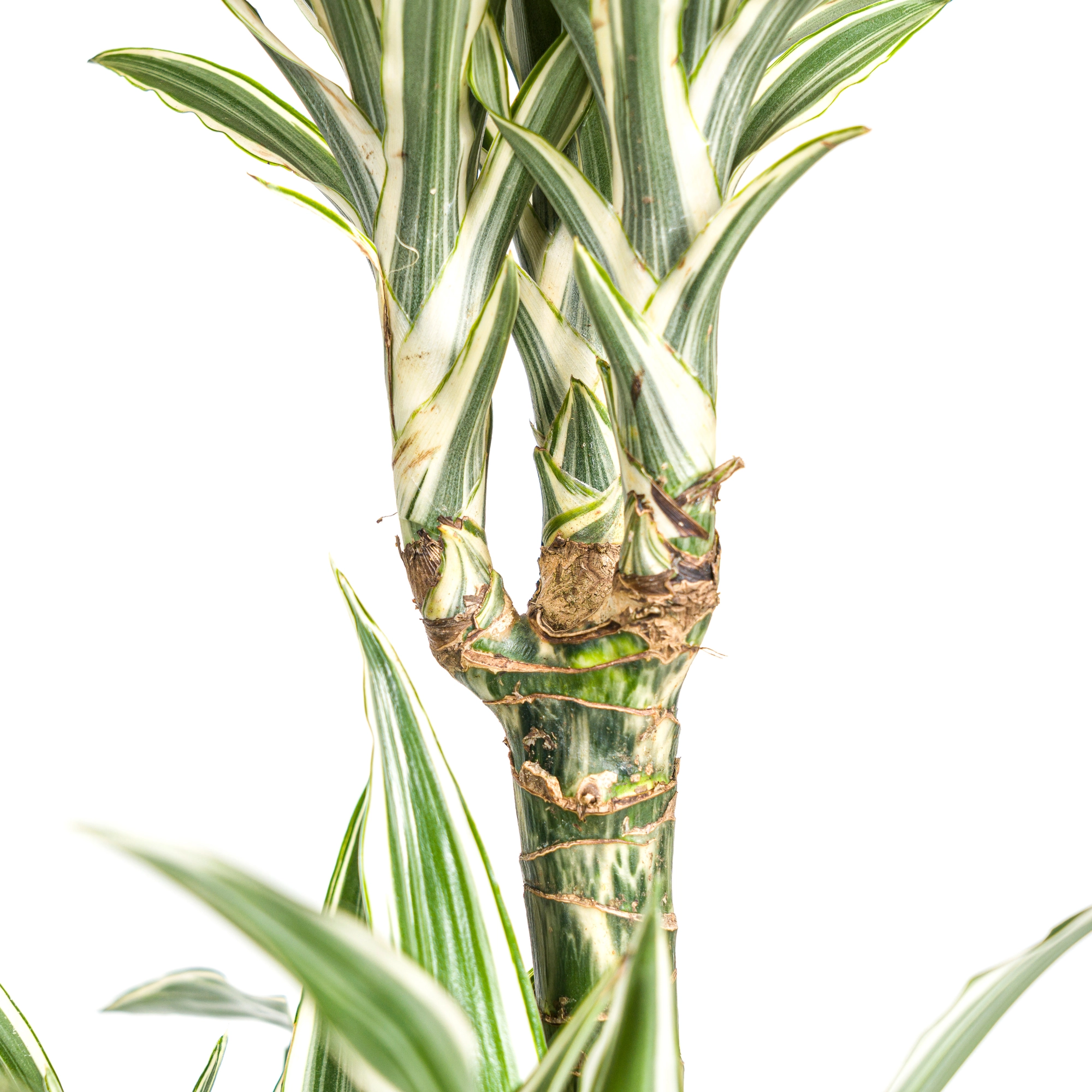 Detailansicht Dracaena White Stripe