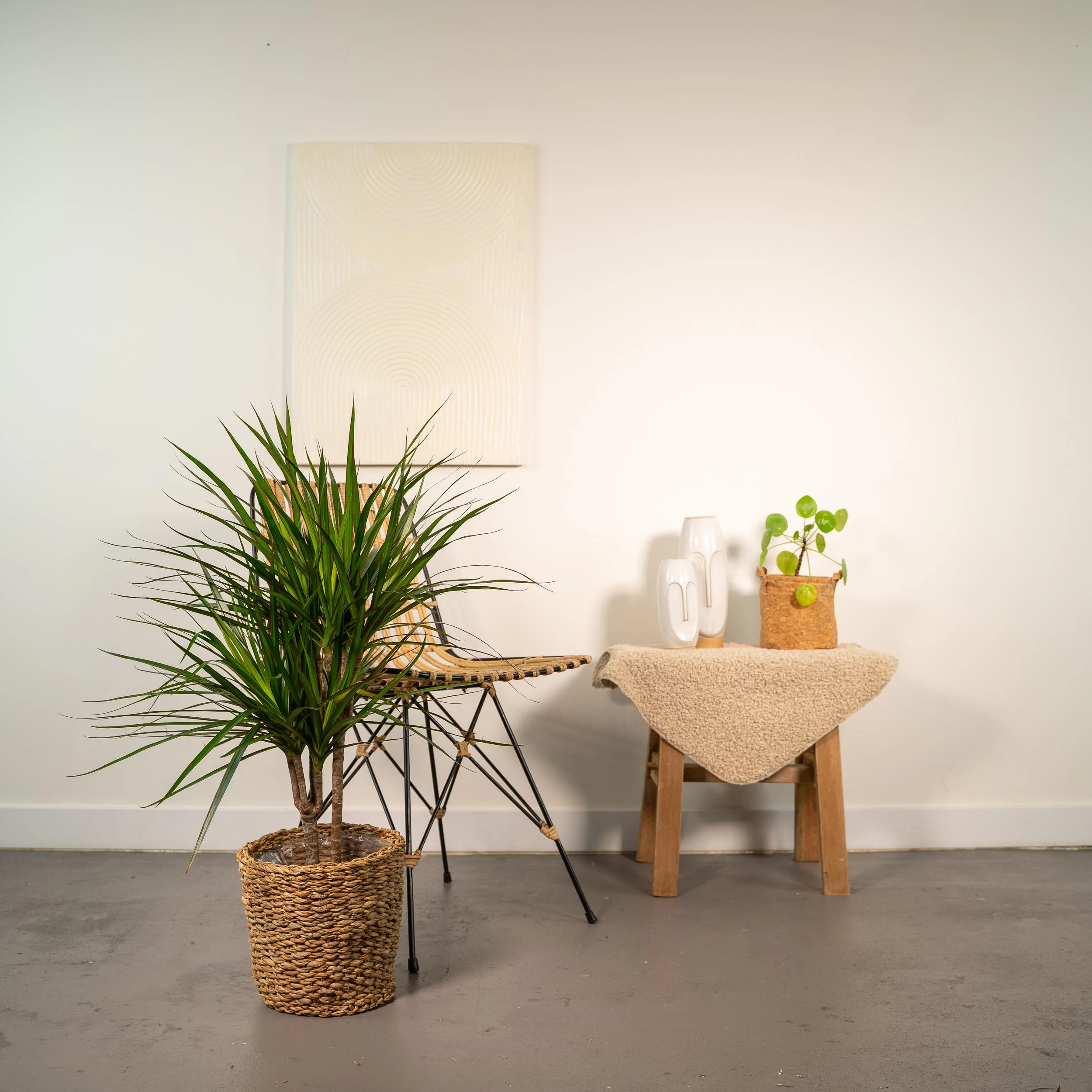 Zweite Bild von Dracaena Marginata