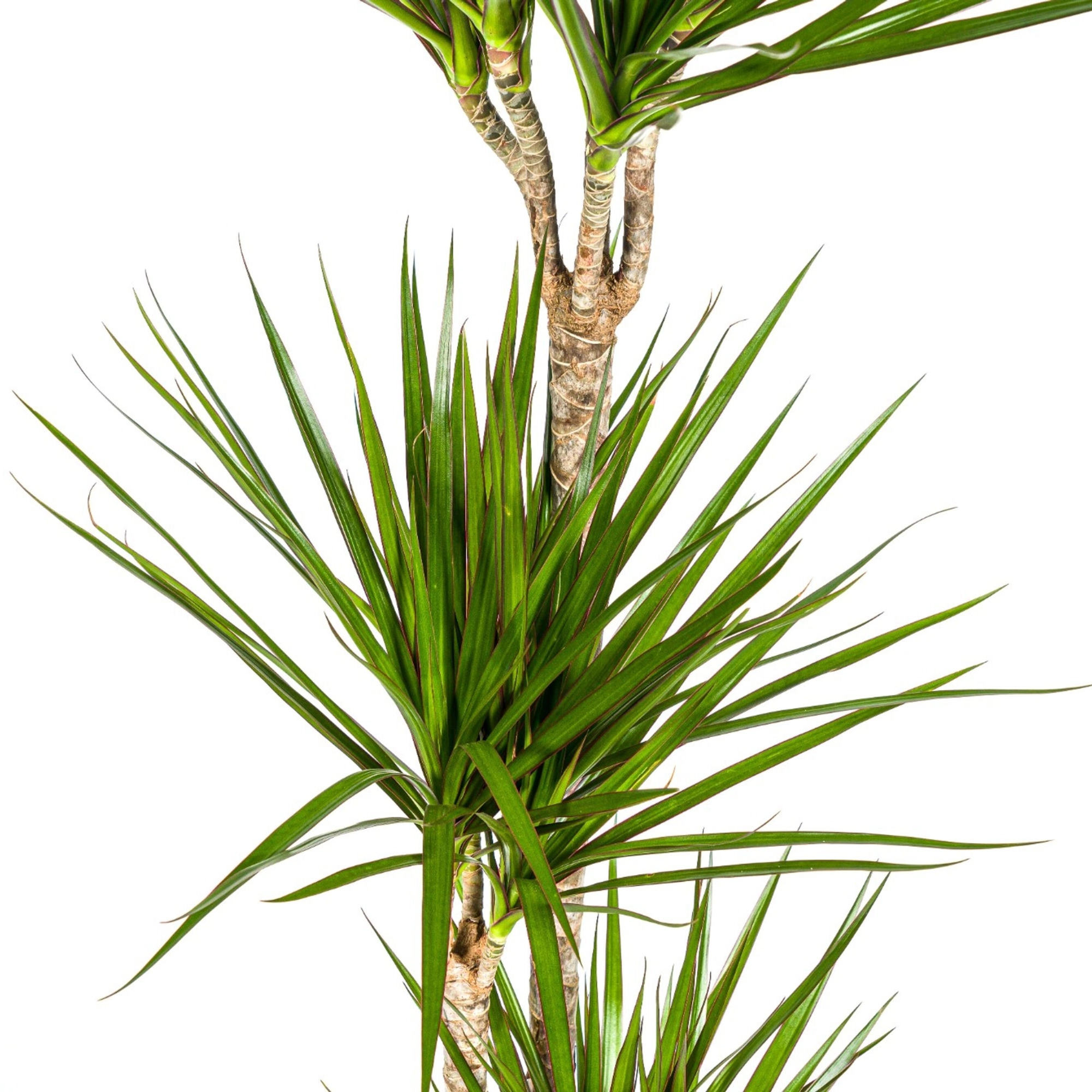 Dracaena Marginata Green – elegante Pflanze