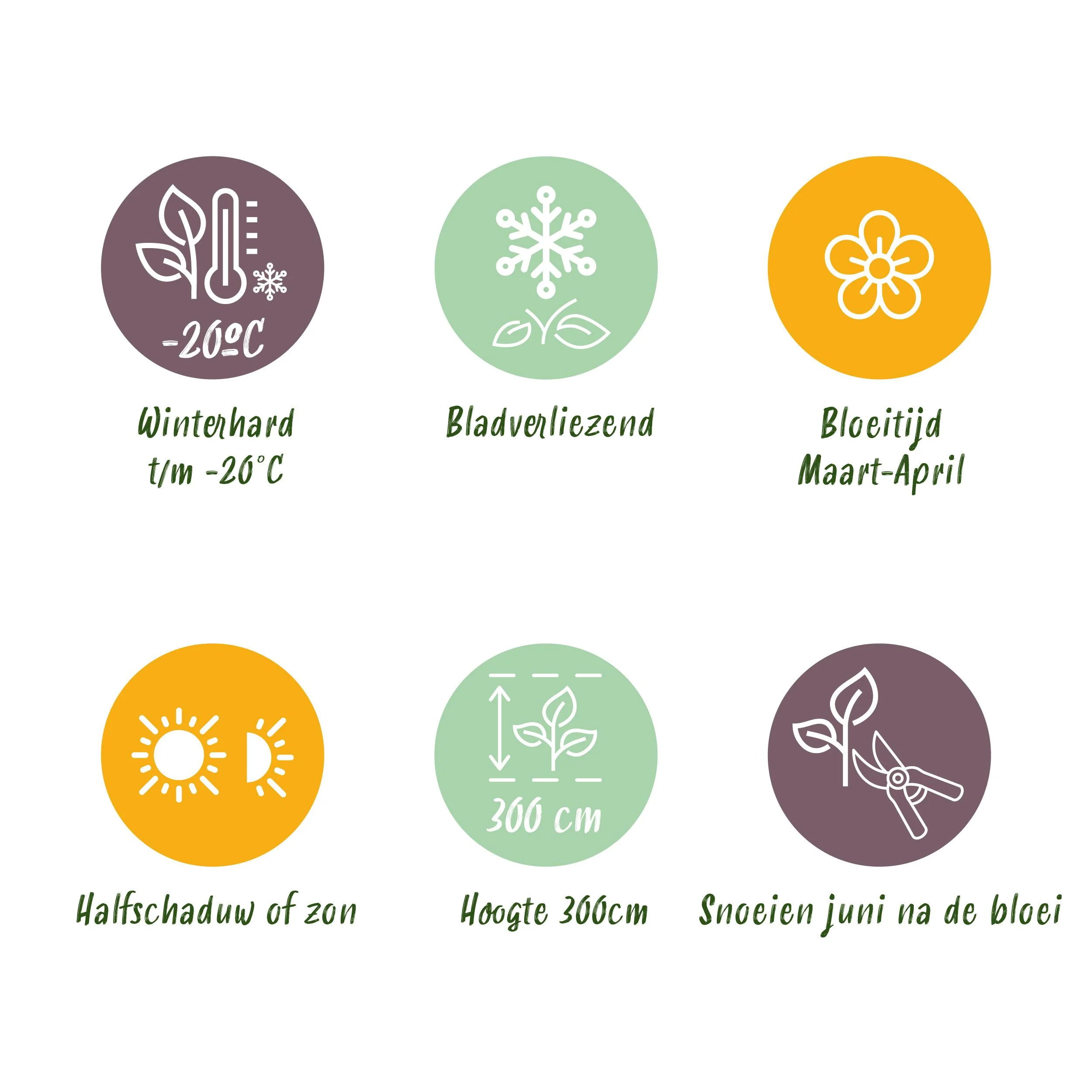 Fargesia Black Dragon im Garten