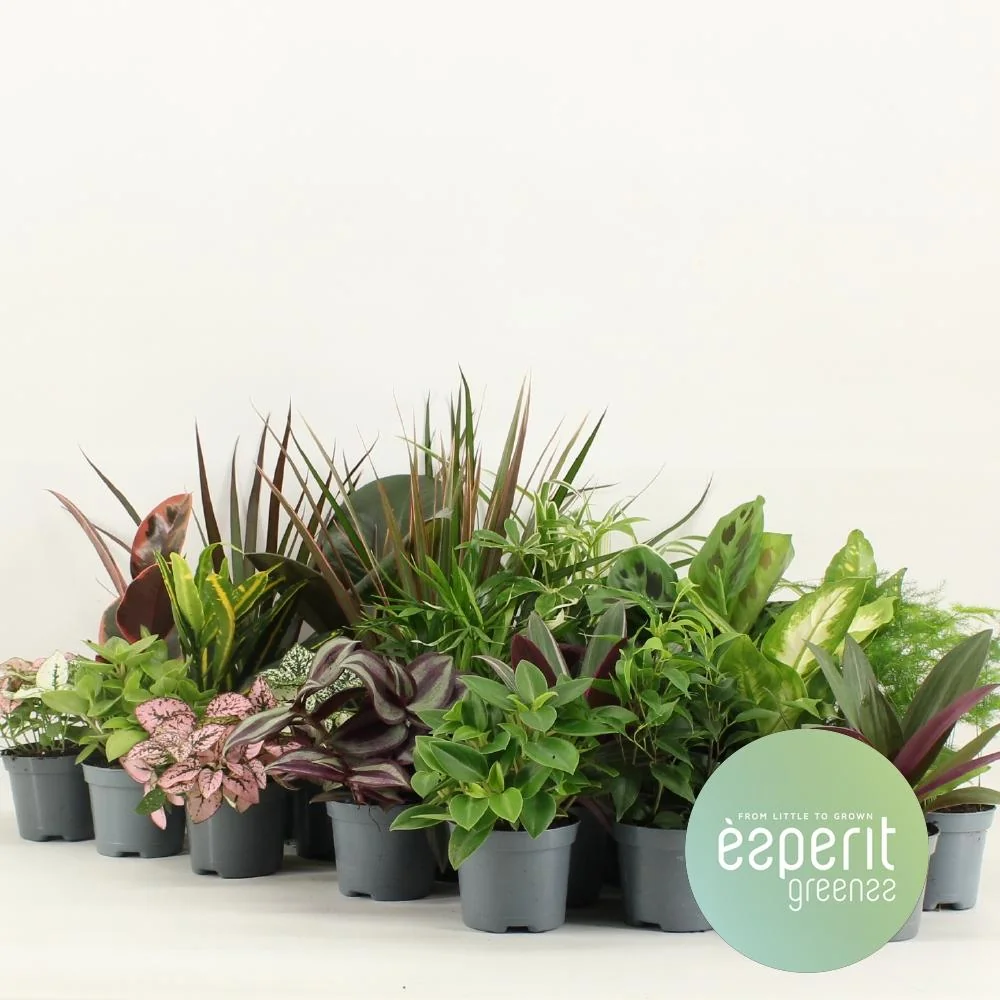 Groenmix Greenss – Künstliche Pflanzen