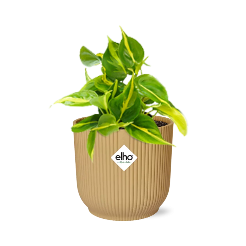 Philodendron Scandens 'Brasil' Pflege