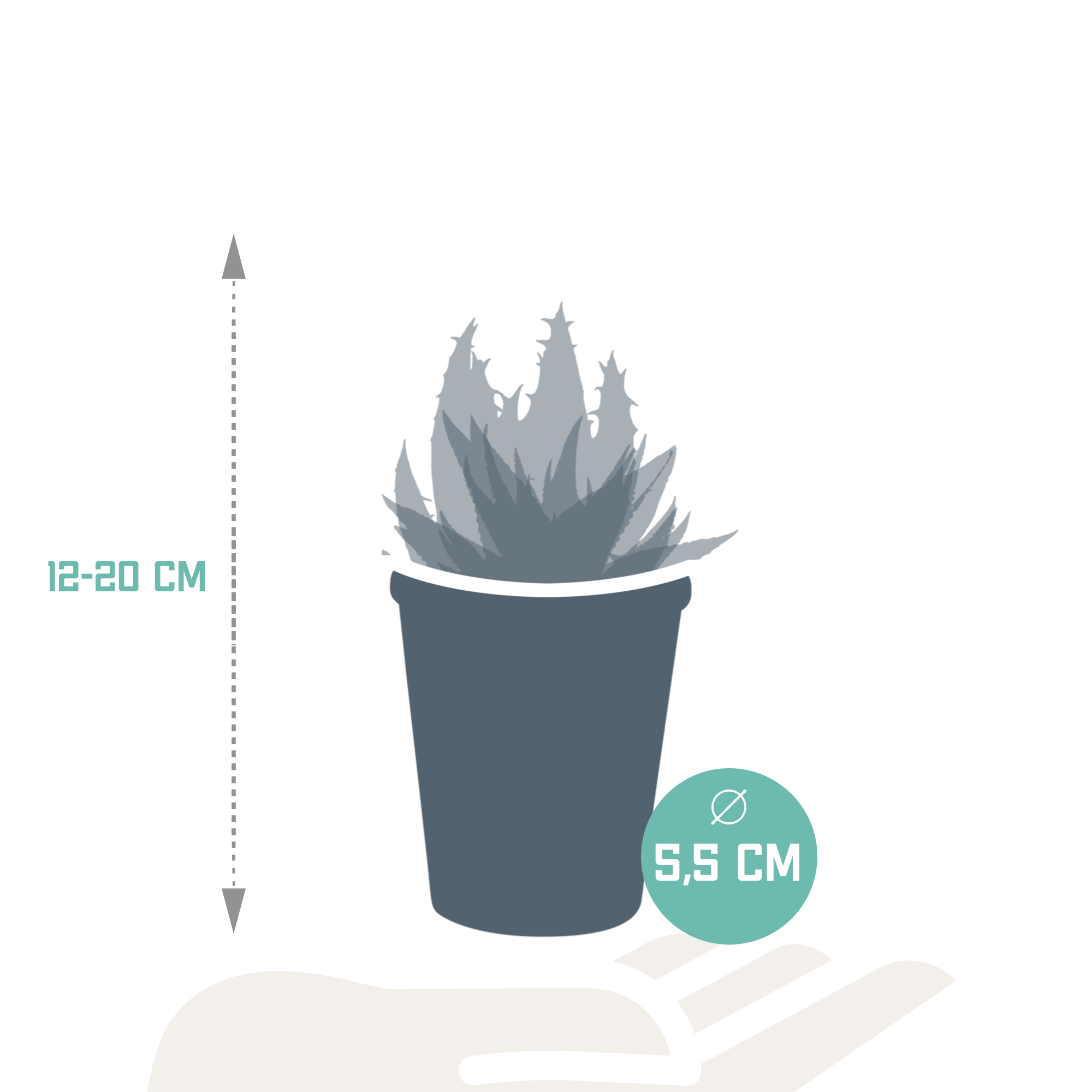 Detailansicht der Pflanzen