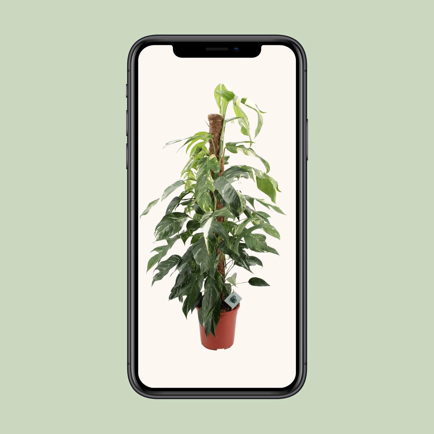 Epipremnum Pinnatum 'Albo Variegata' im Innenraum