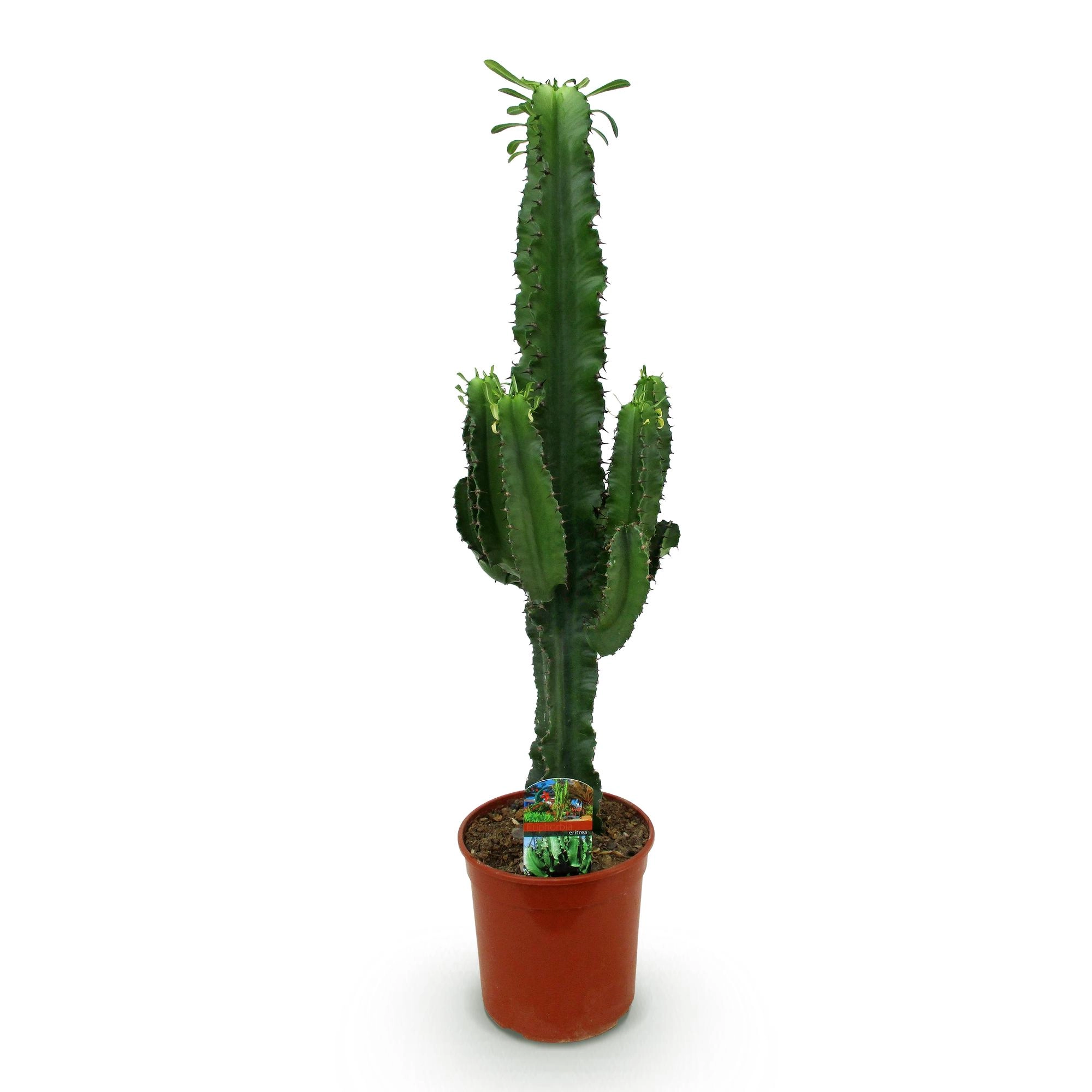 Euphorbia eritrea - Pflanze im Raum