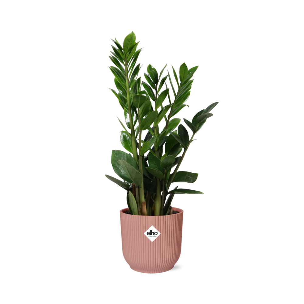 Zamioculcas Pflanze