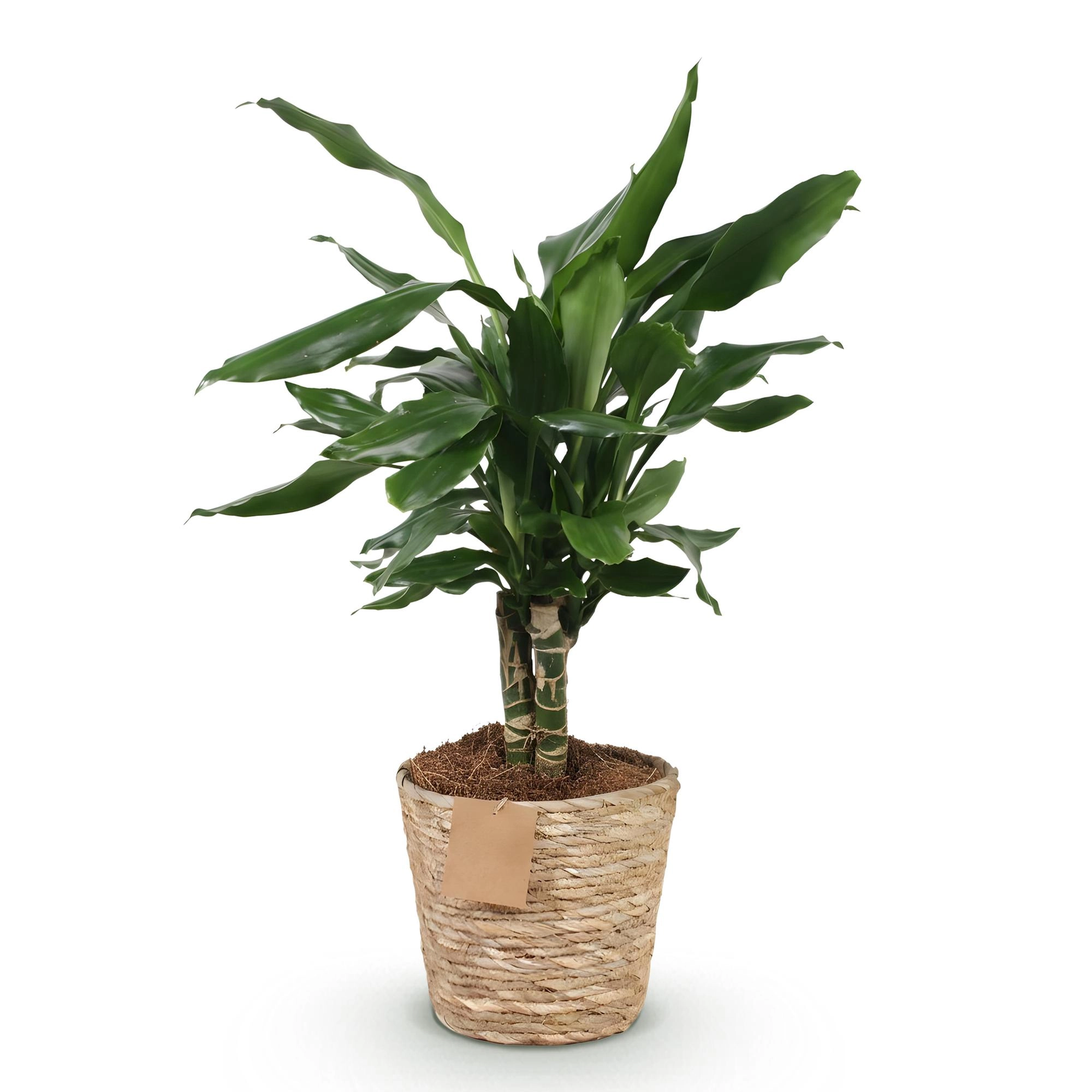 Dracaena fragrans Steudneri frontal