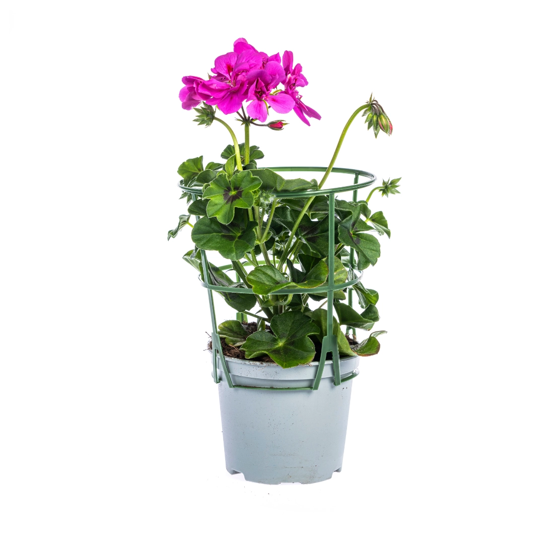 Detailaufnahme Pelargonium peltatum - Blütenfarbe Mexica Ruby und Blattwerk
