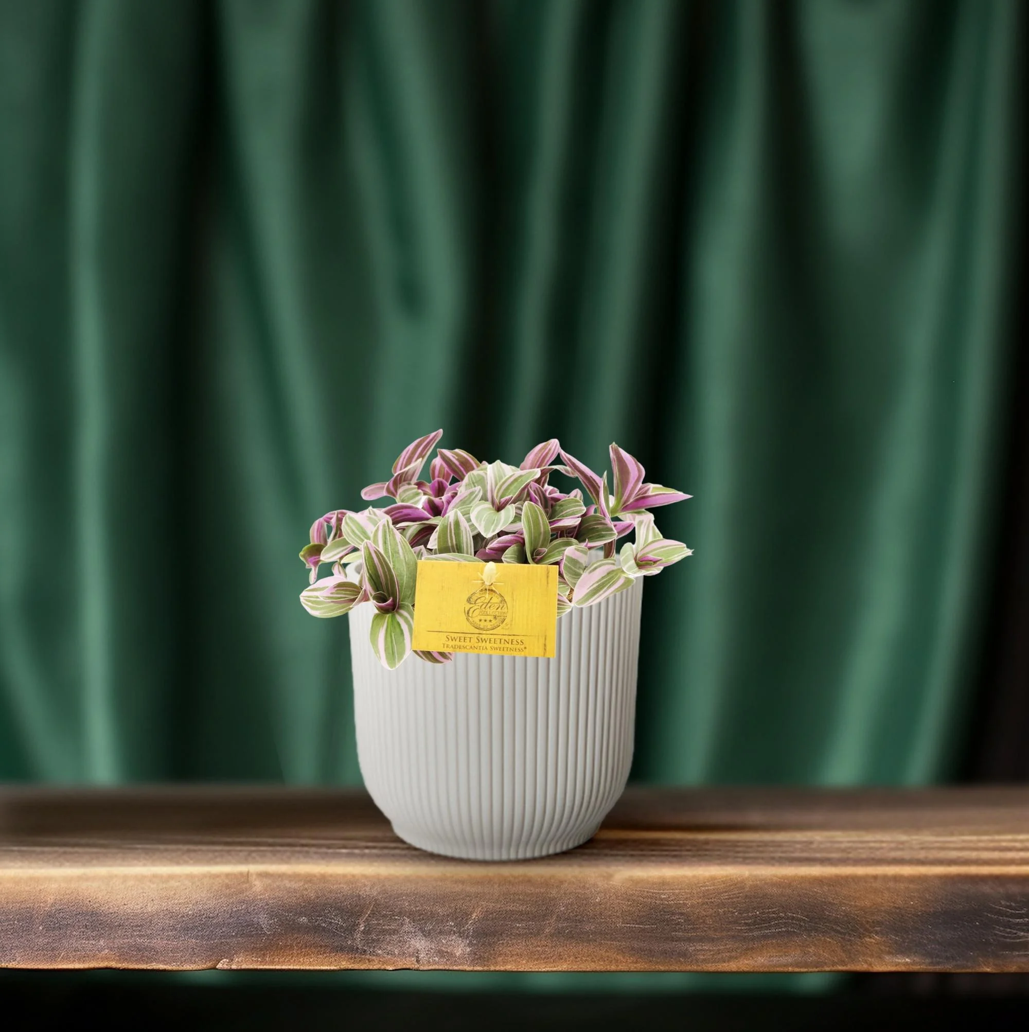 Tradescantia Sweetness