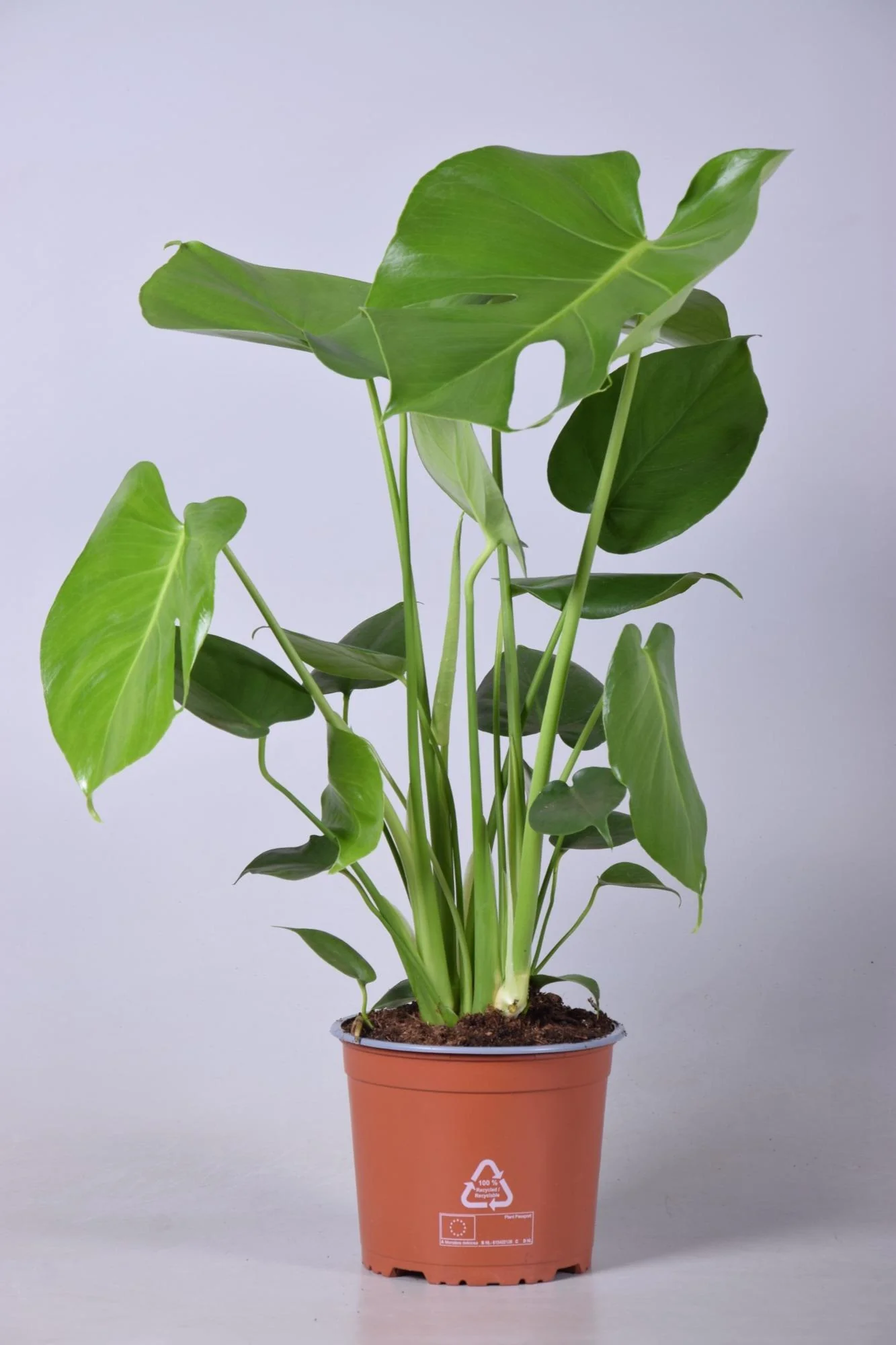 Monstera Deliciosa in einem dekorativen Raum