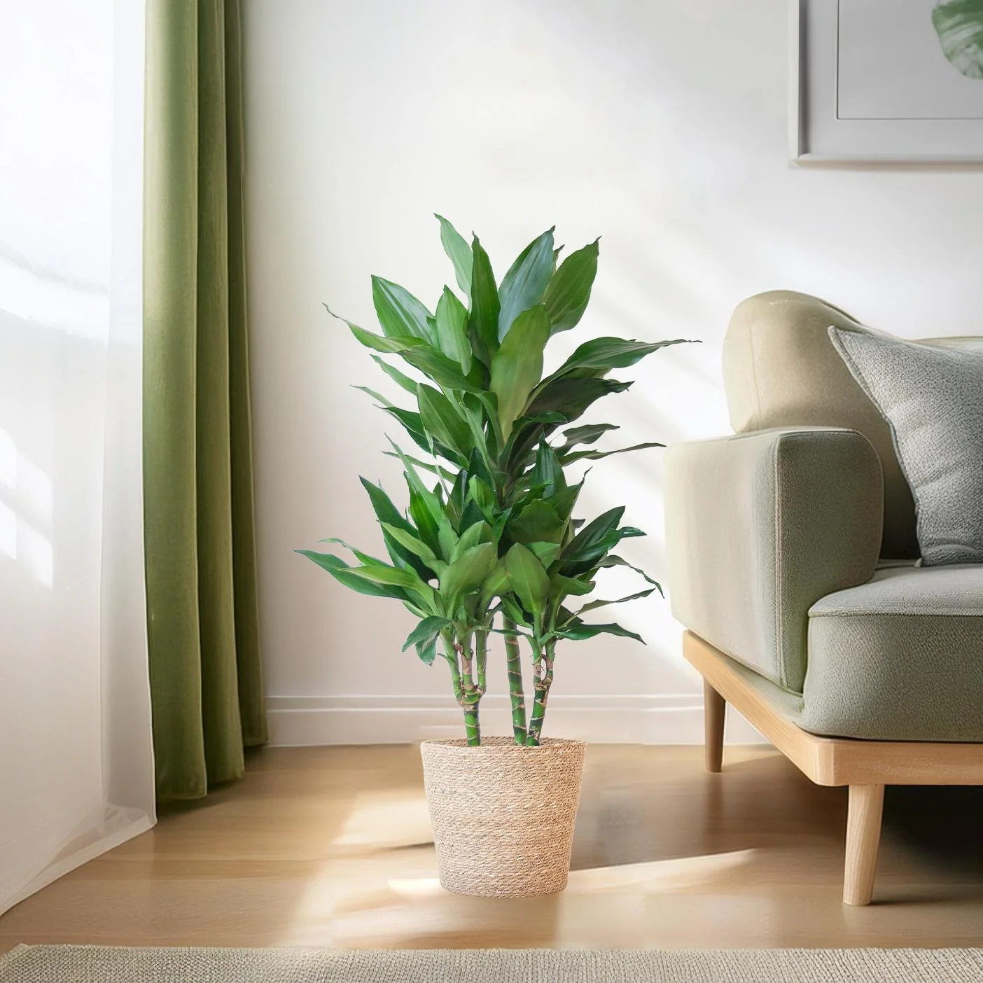 Dracaena Janet Lind