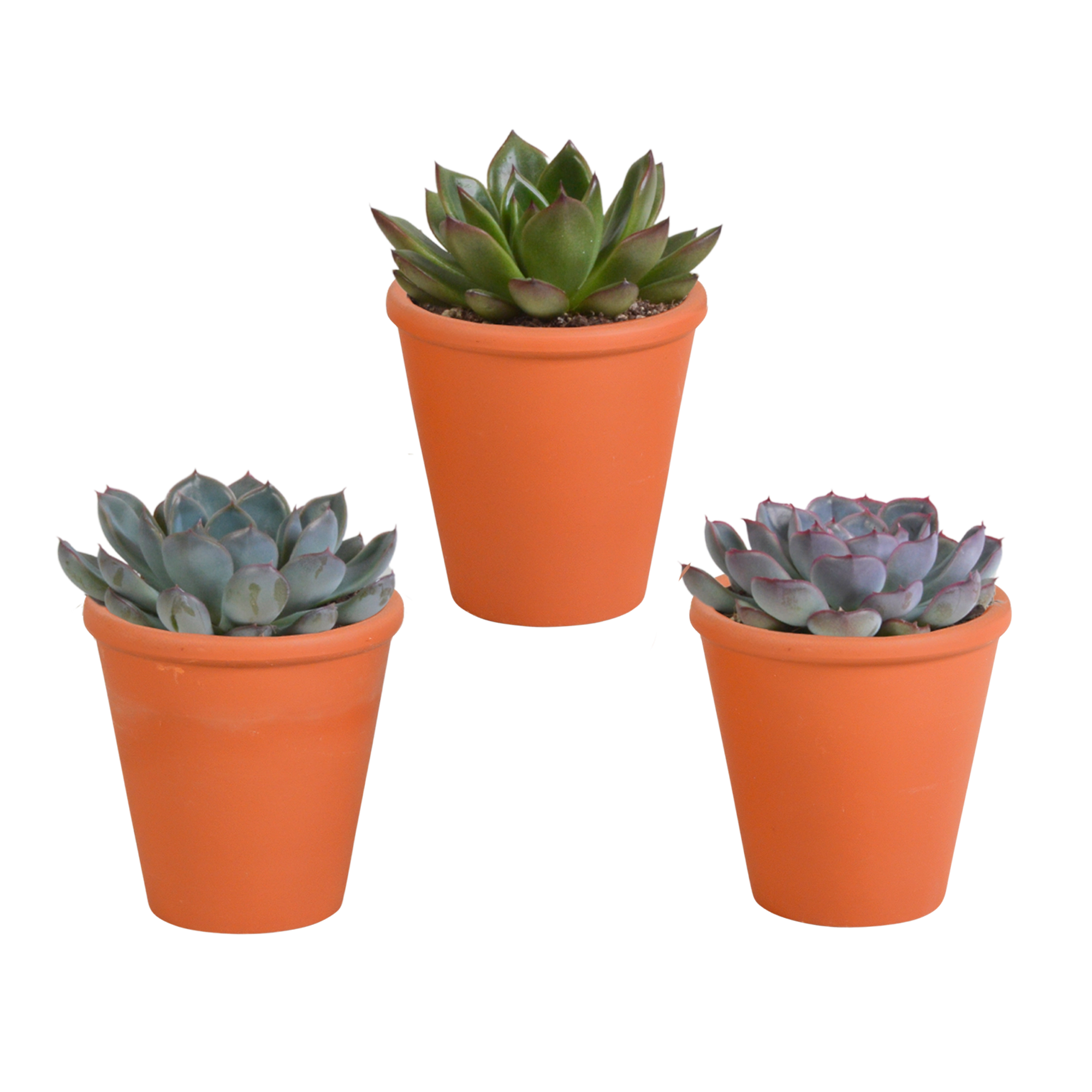 Echeveria Mix im Terrakotta-Topf