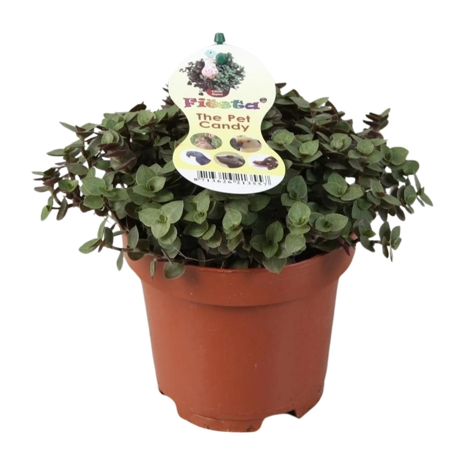 Zollpflanze in natürlicher Umgebung