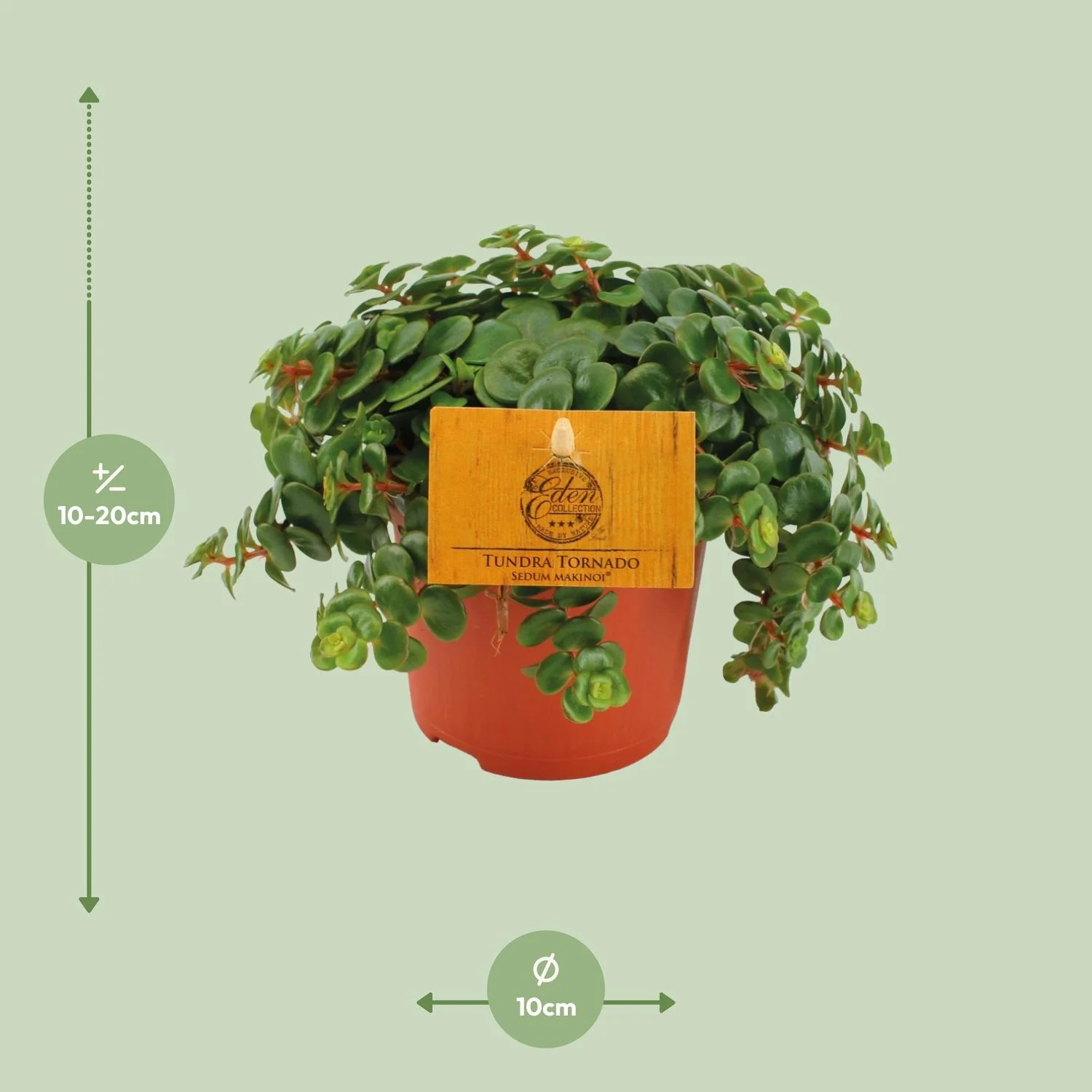 Sedum Tornado detailiert