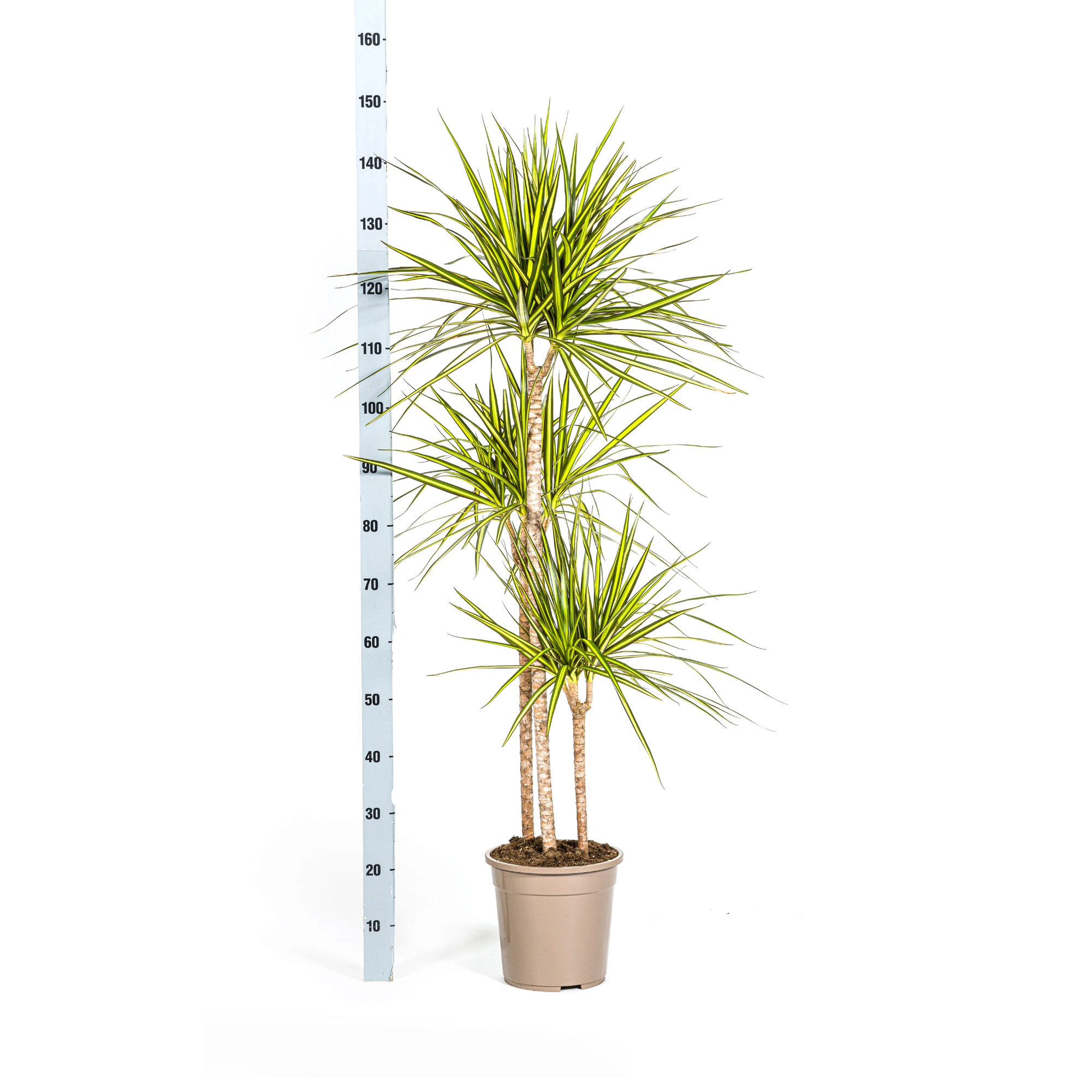 Dracaena Marginata Sunray – Detailansicht