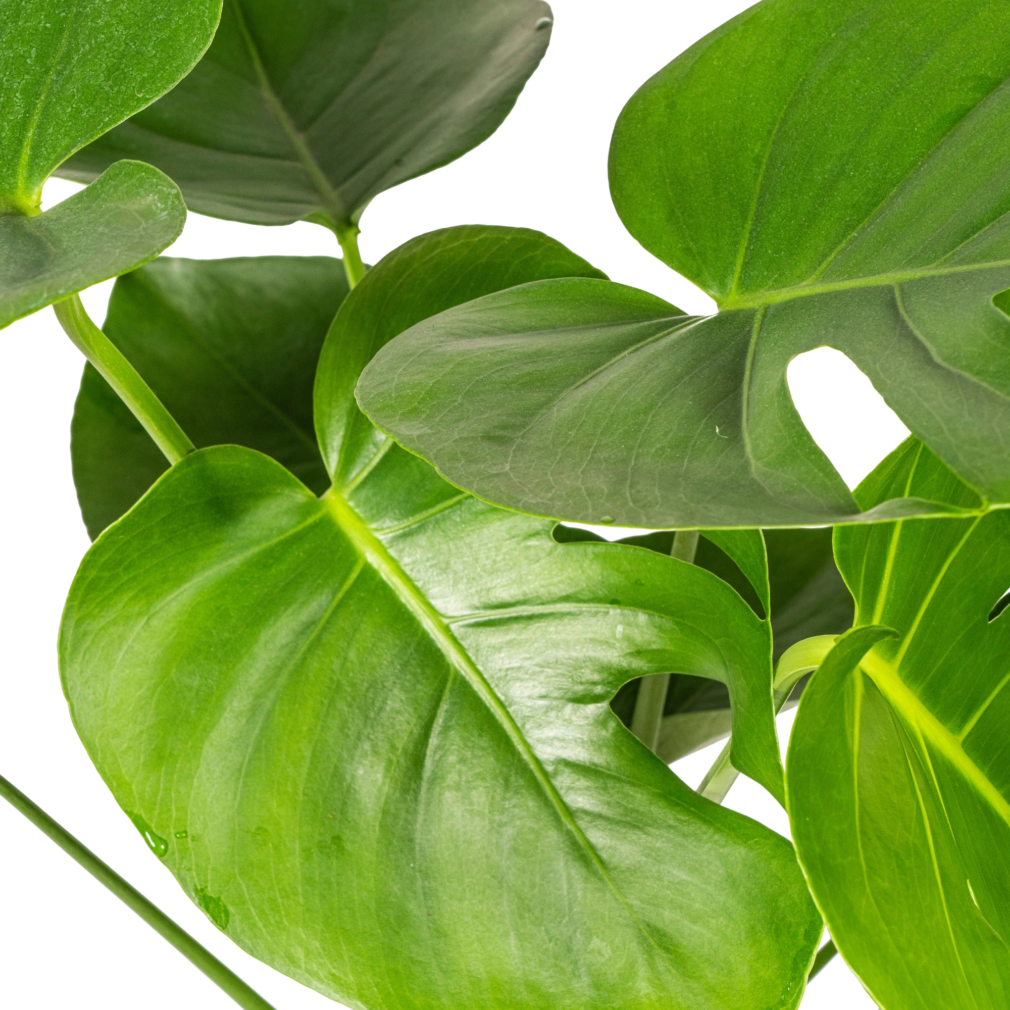Gemütliches Wohnambiente mit Monstera Deliciosa Tauerii